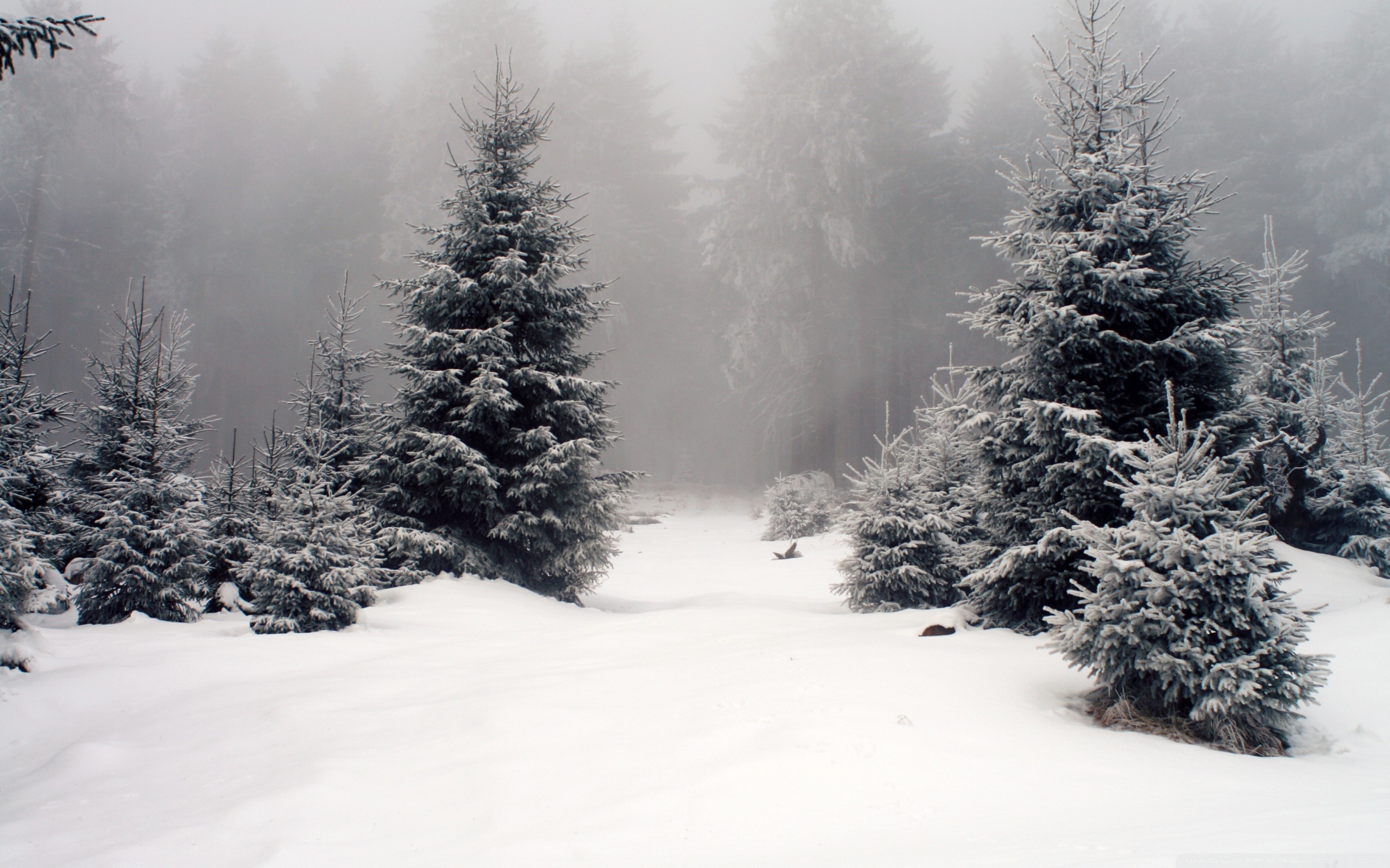 27045 Заставки и Обои Зима на телефон. Скачать деревья, елки, снег, пейзаж картинки бесплатно