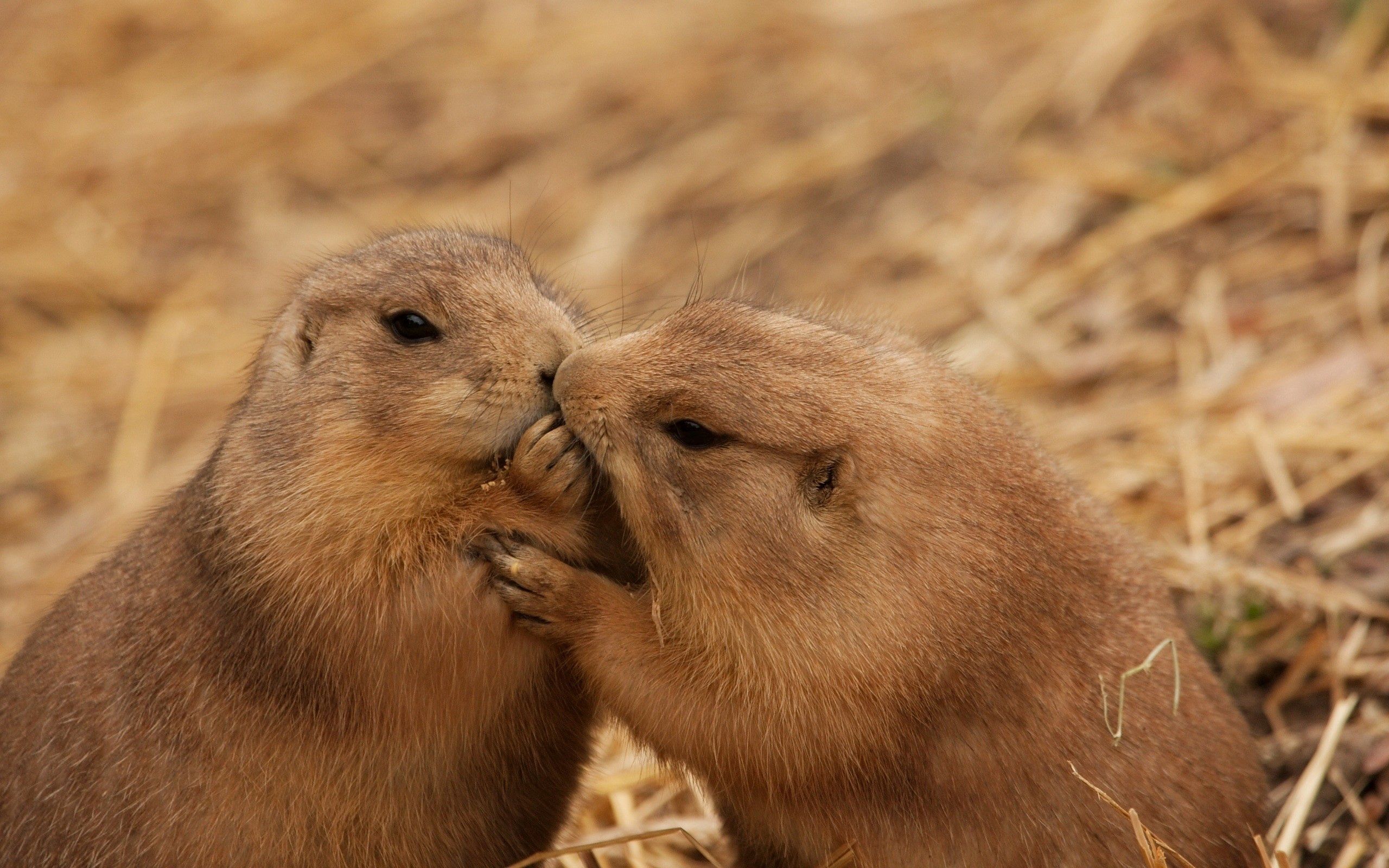 Free Images animals, couple, care, pair Kiss