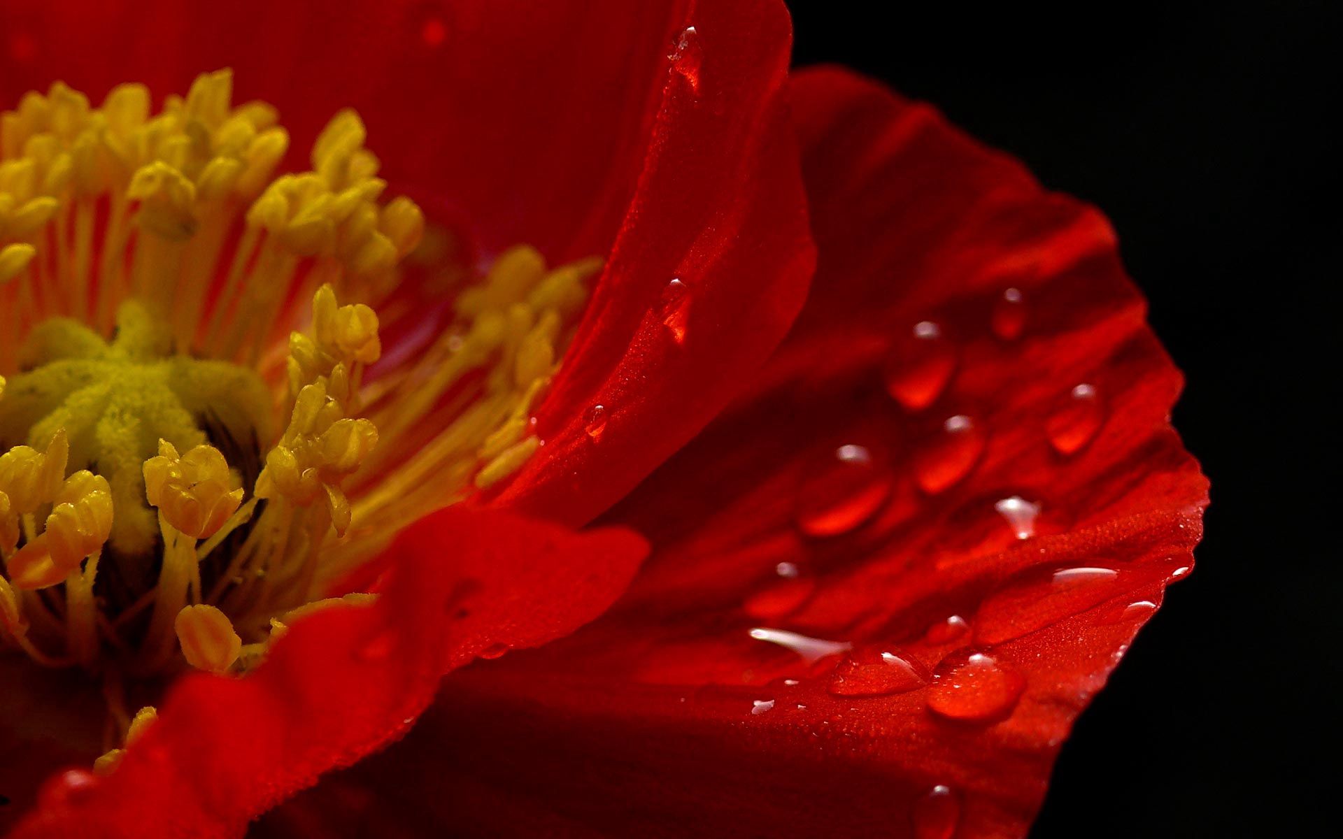 Laden Sie das Blume, Mohn, Drops, Makro, Blütenblätter-Bild kostenlos auf Ihren PC-Desktop herunter