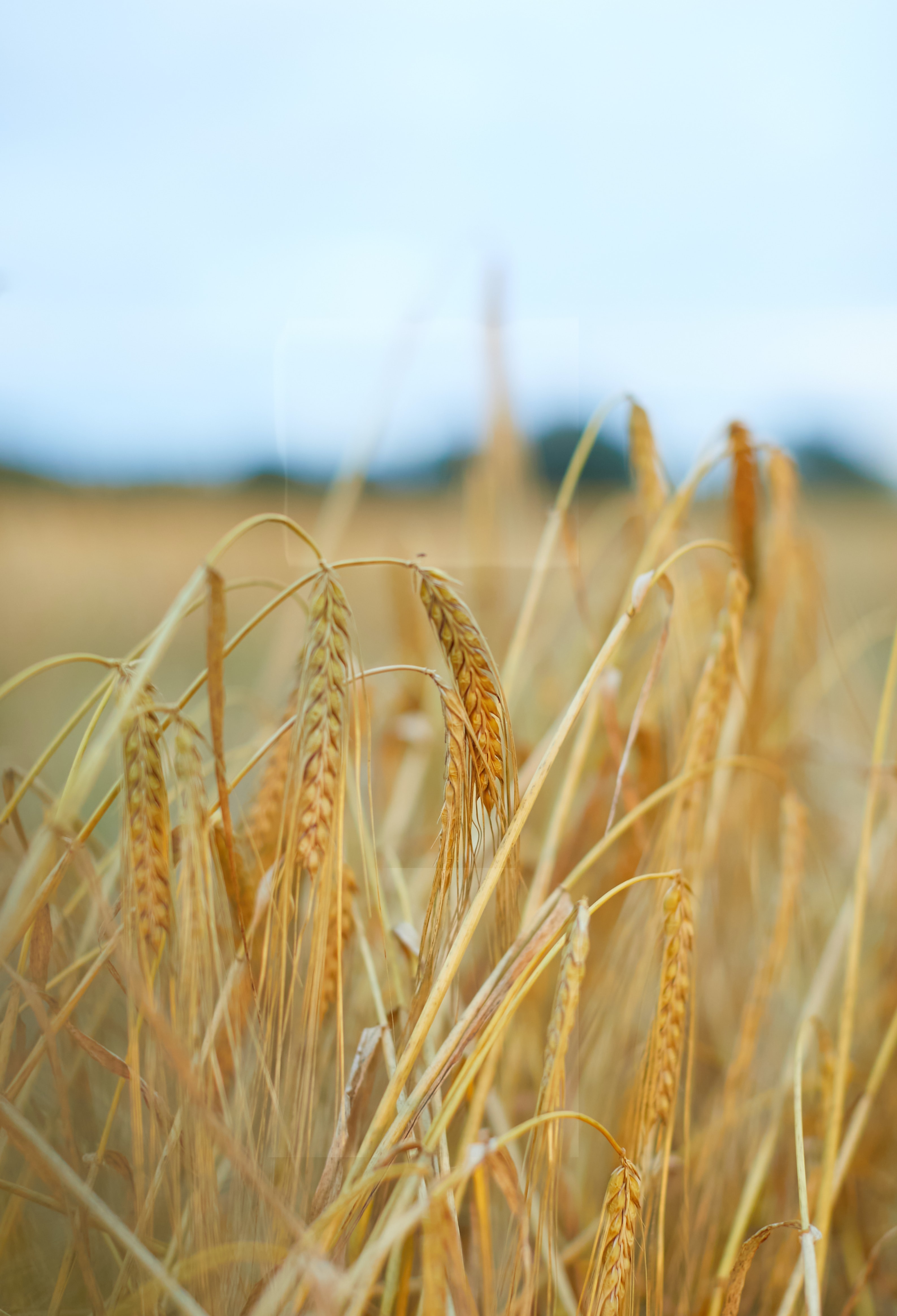 81784 Screensavers and Wallpapers Ears for phone. Download wheat, nature, plant, field, ears, dry, spikes pictures for free
