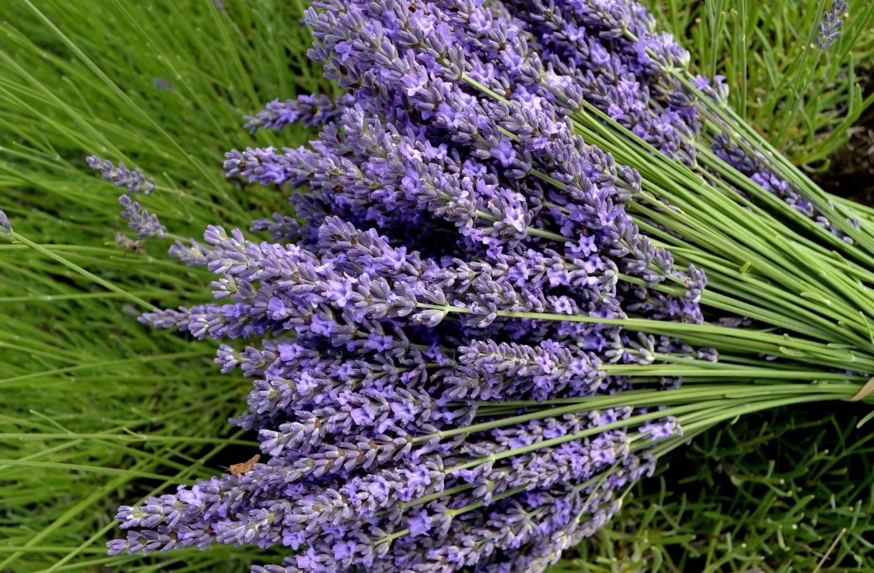 Laden Sie das Blumen, Nahaufnahme, Grüne, Grünen, Strauß, Bouquet, Nahansicht, Lavendel-Bild kostenlos auf Ihren PC-Desktop herunter