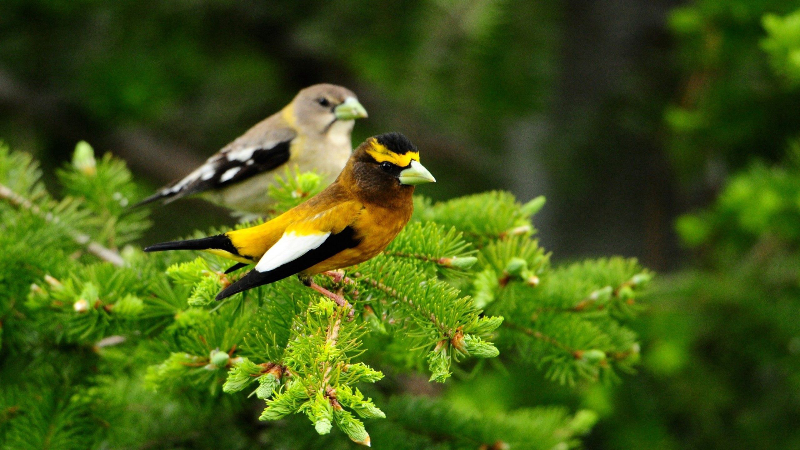 branch, pair, animals, couple Birds HD Android Wallpapers