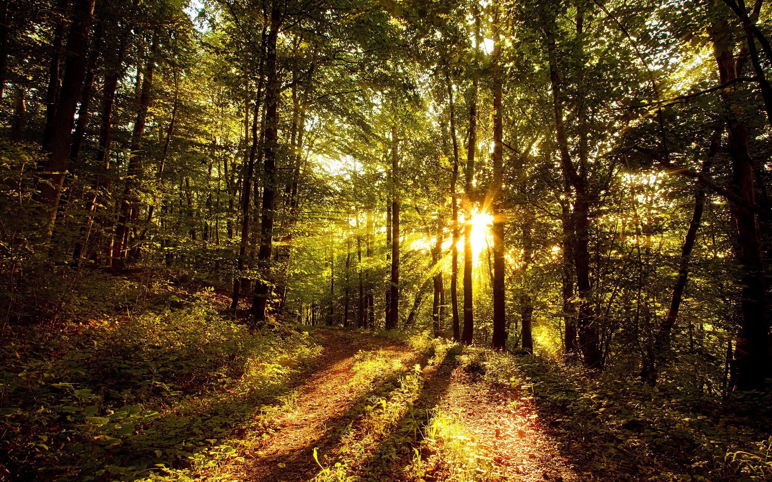 forest, nature, trees, sun, shine, light, beams, rays, morning, shadows phone wallpaper