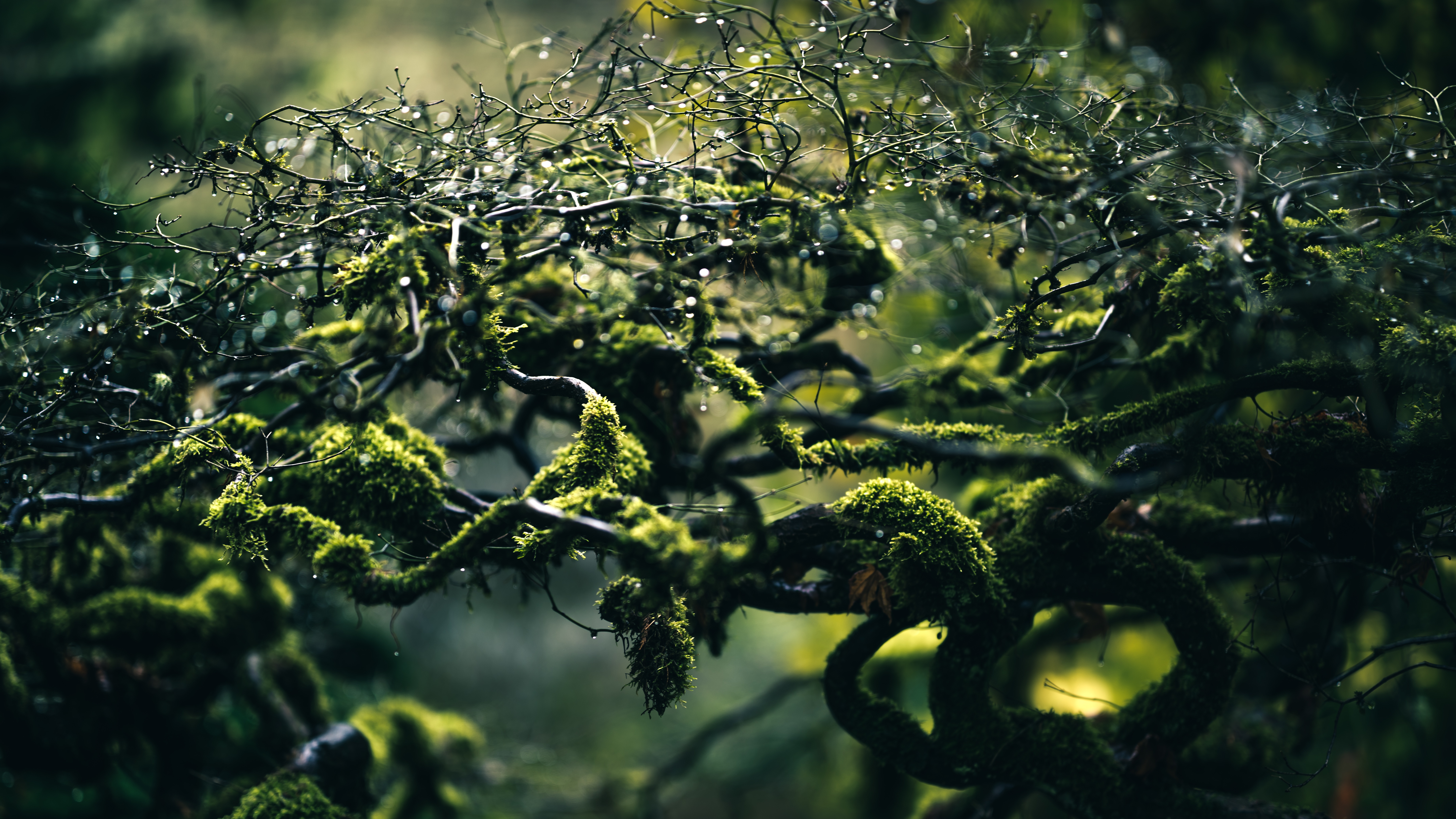 moss, nature, drops, branches