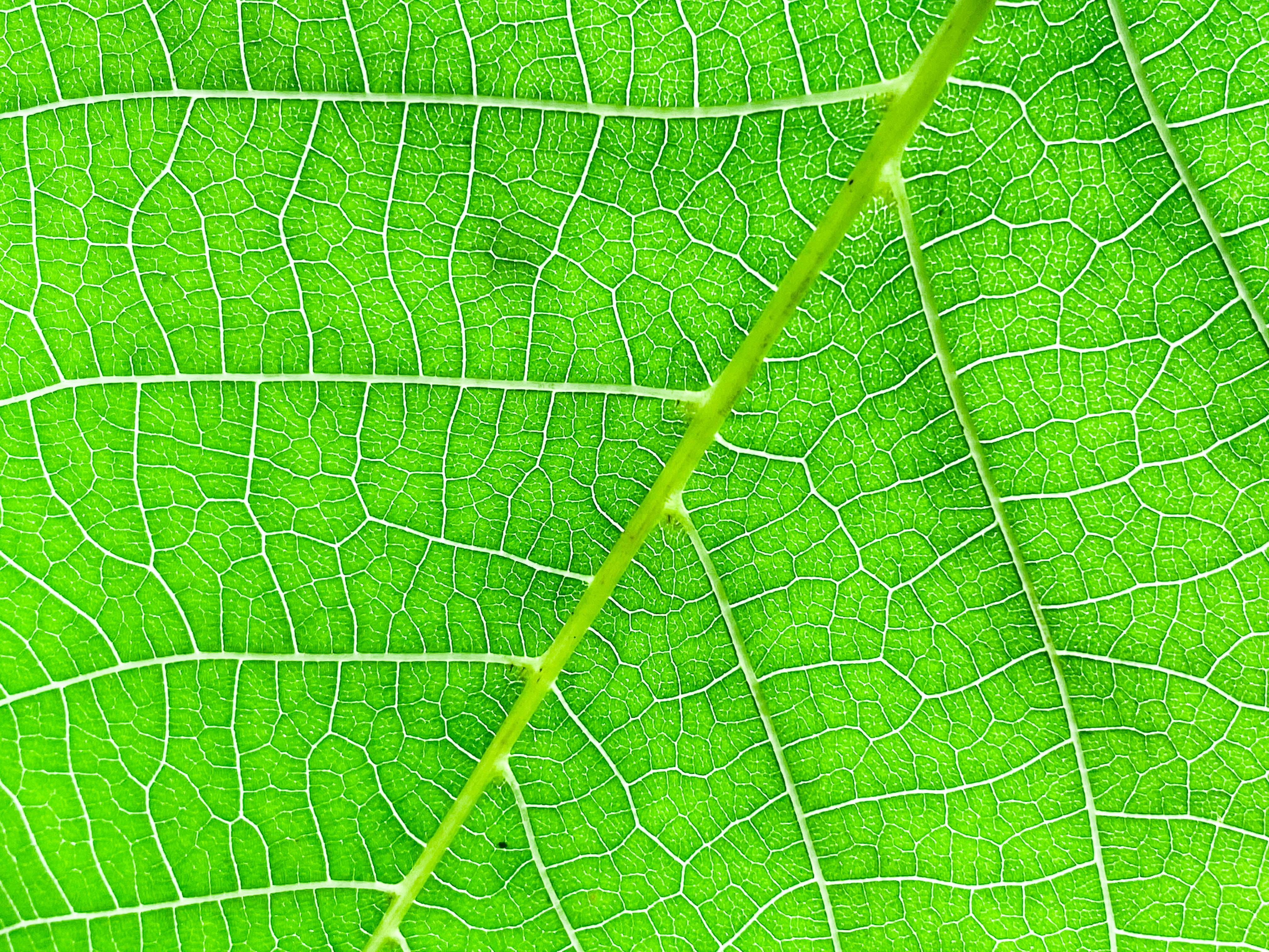 sheet, leaf, macro, green 3d Wallpaper