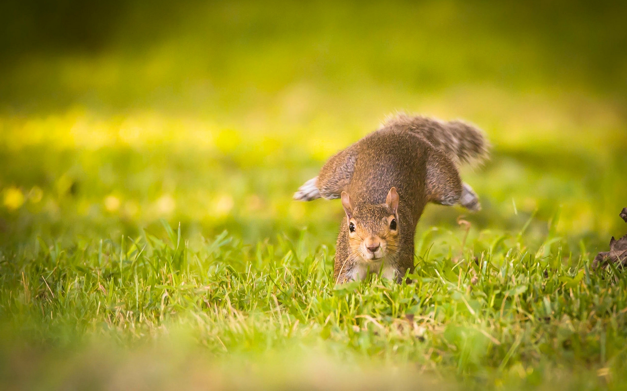 HD desktop wallpaper: Funny, Squirrel, Grass, Blur, Animal, Rodent, Sunny  download free picture #784252