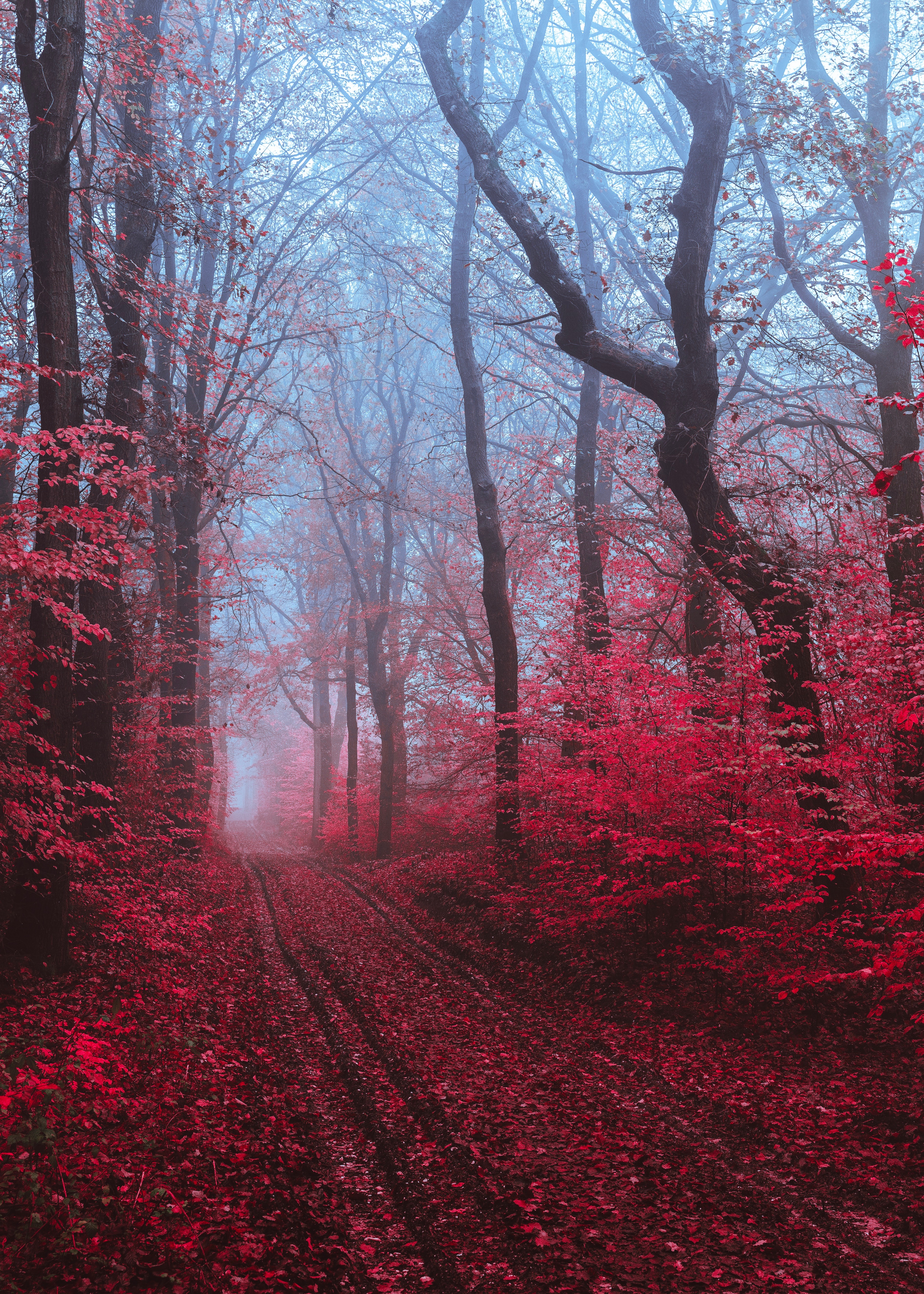 108501 скачать обои красный, лес, туман, природа, деревья, дорога - заставки и картинки бесплатно