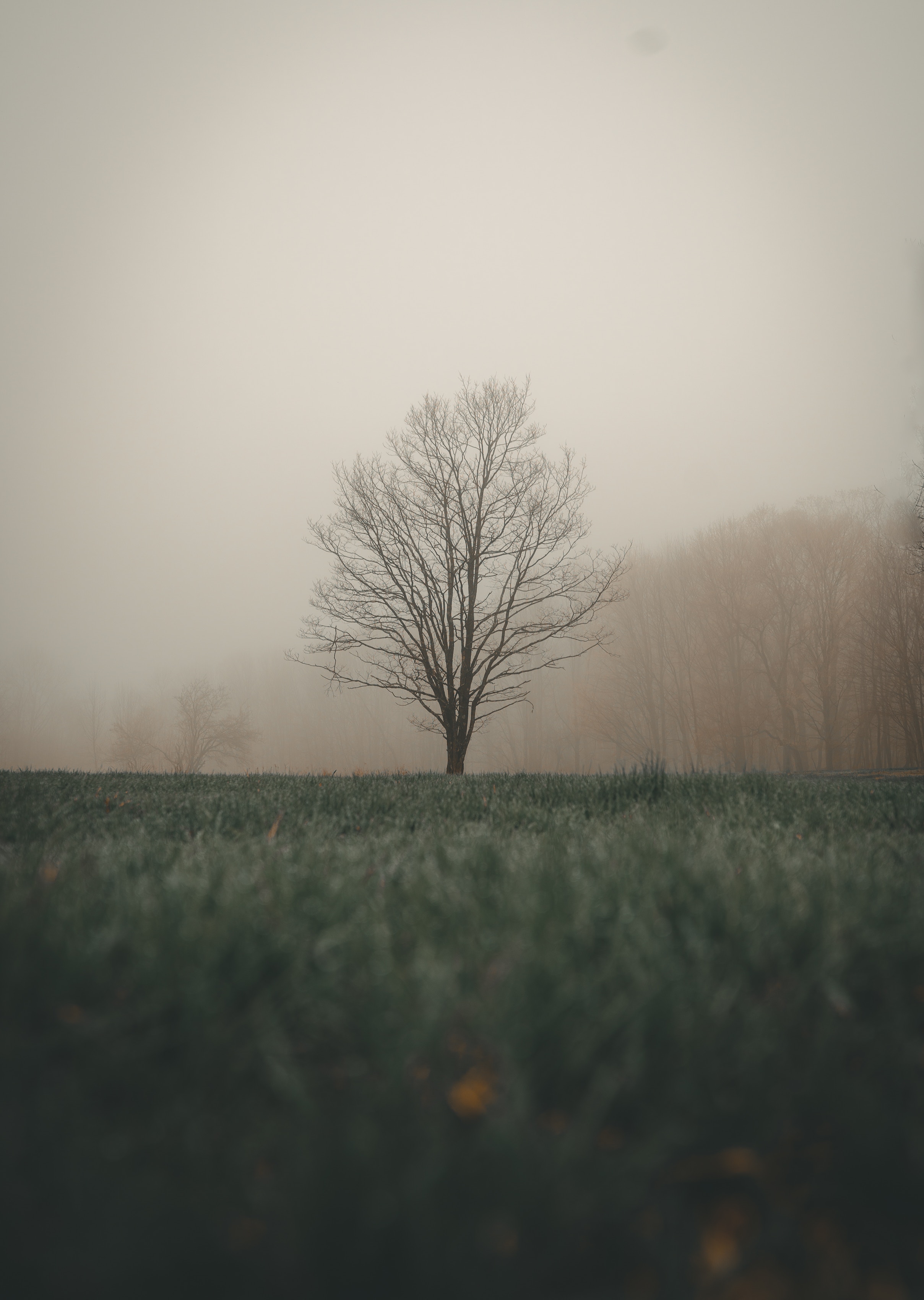 81987 download wallpaper landscape, nature, grass, autumn, wood, tree, fog screensavers and pictures for free
