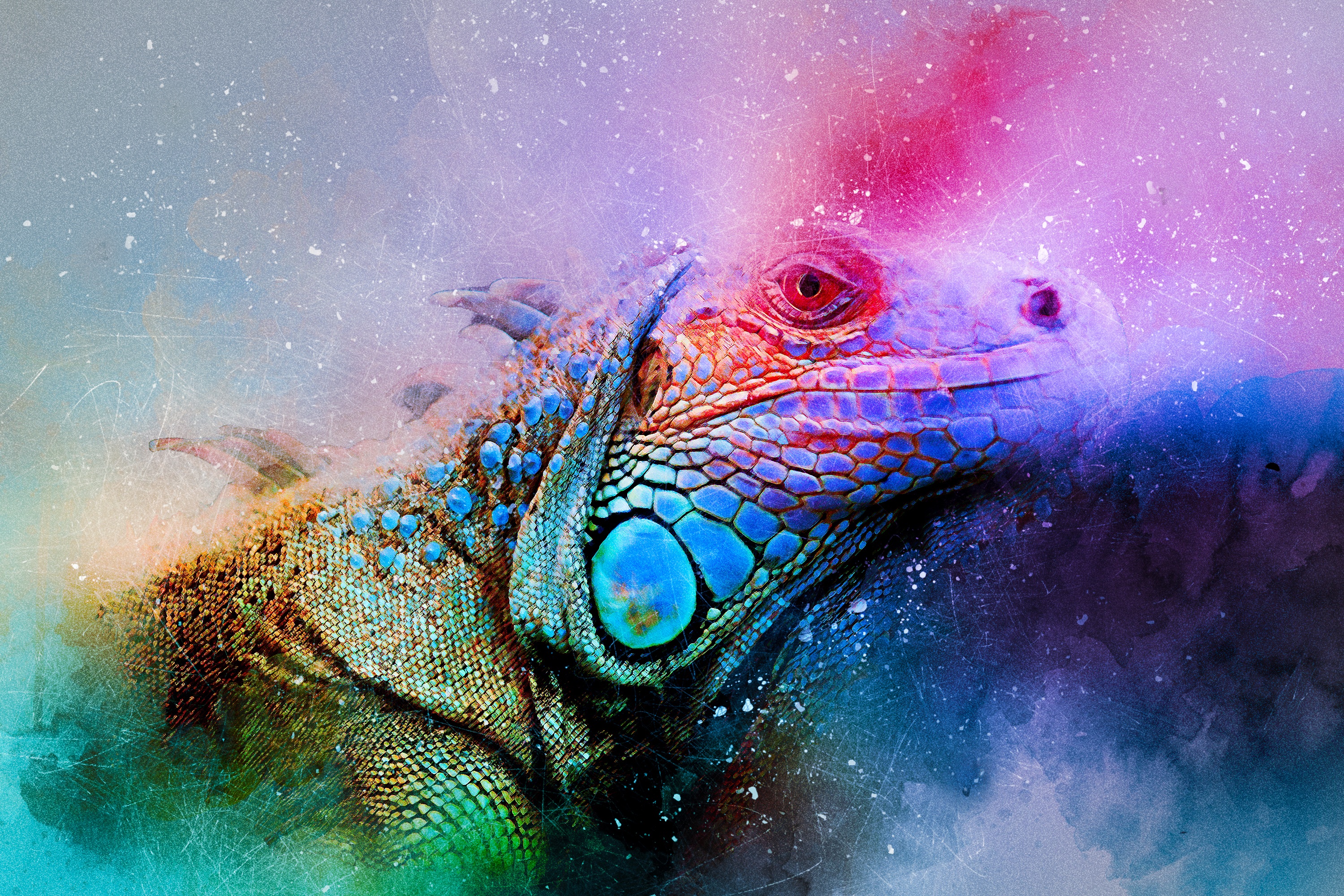 colourful, abstract, art, reptile, colorful, iguana
