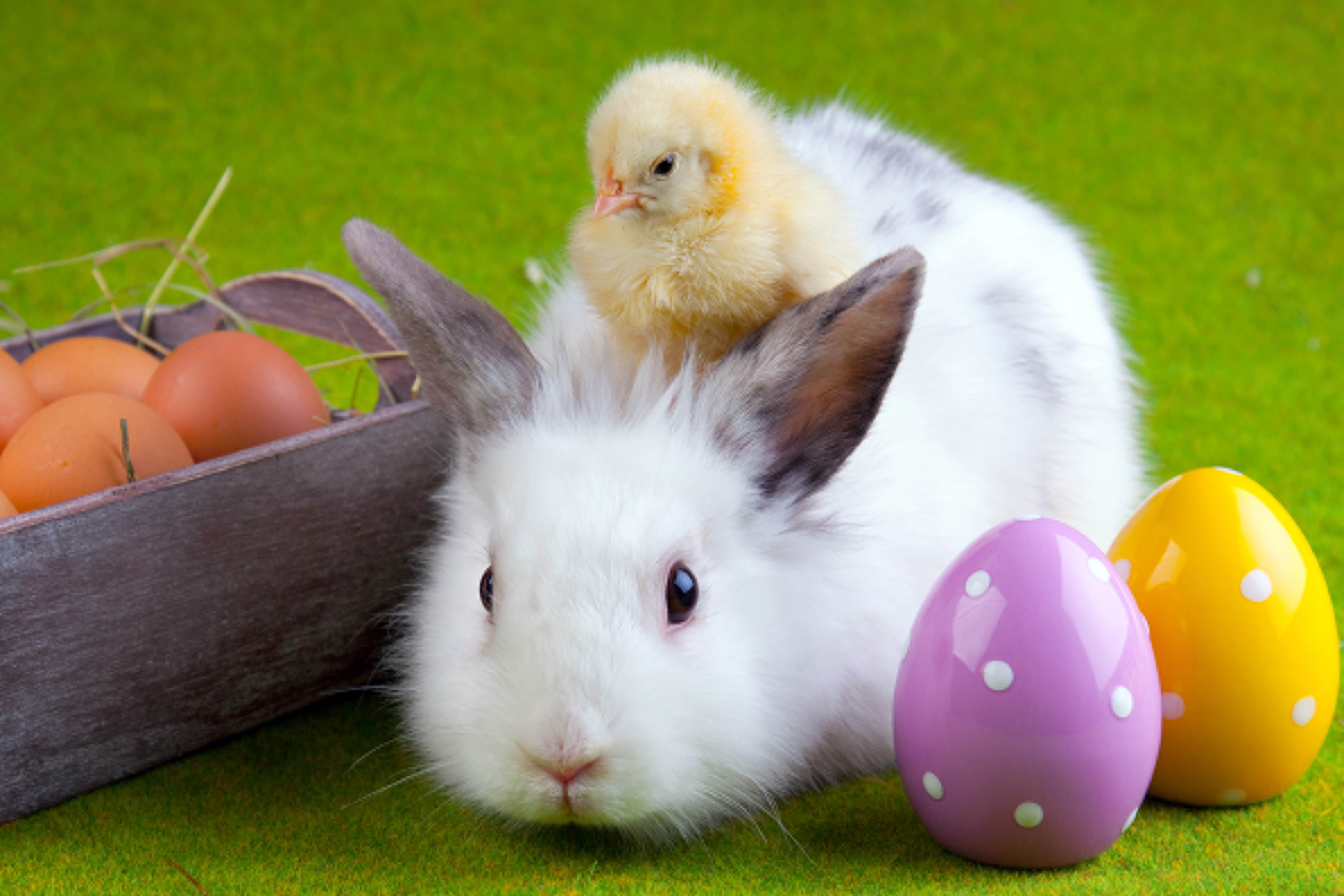 Handy-Wallpaper Ostern, Tiere, Eggs, Kaninchen, Küken, Freundschaft, Huhn kostenlos herunterladen.