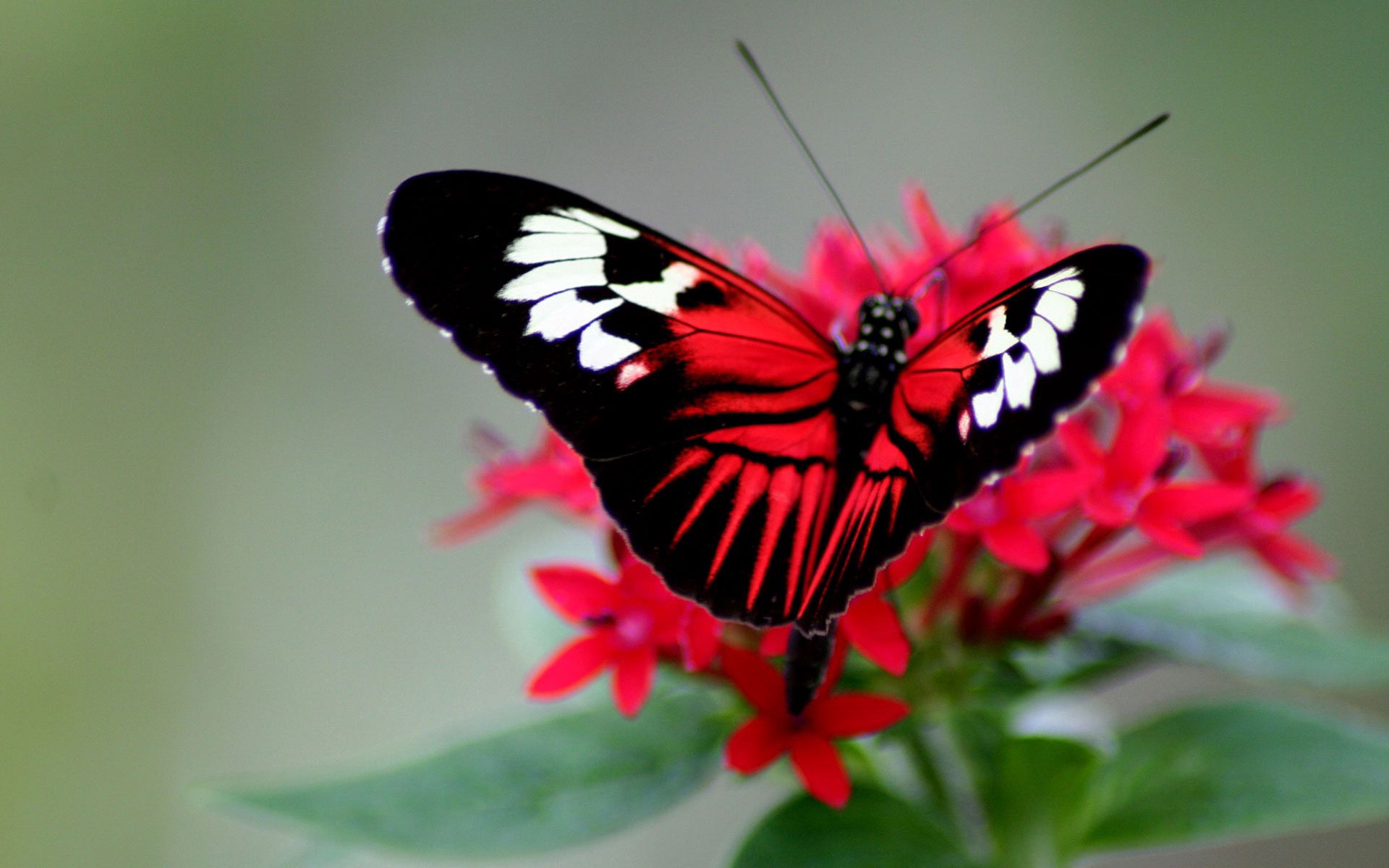 butterfly, wings, bright, color download for free