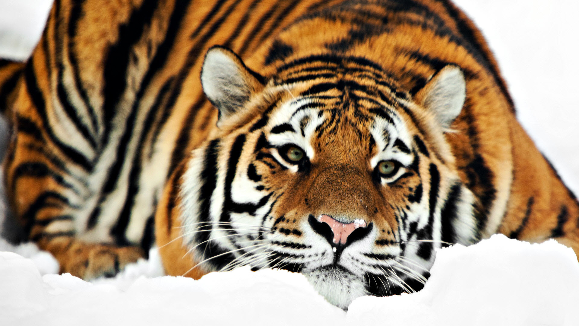 22324 télécharger le fond d'écran tigres, animaux - économiseurs d'écran et images gratuitement