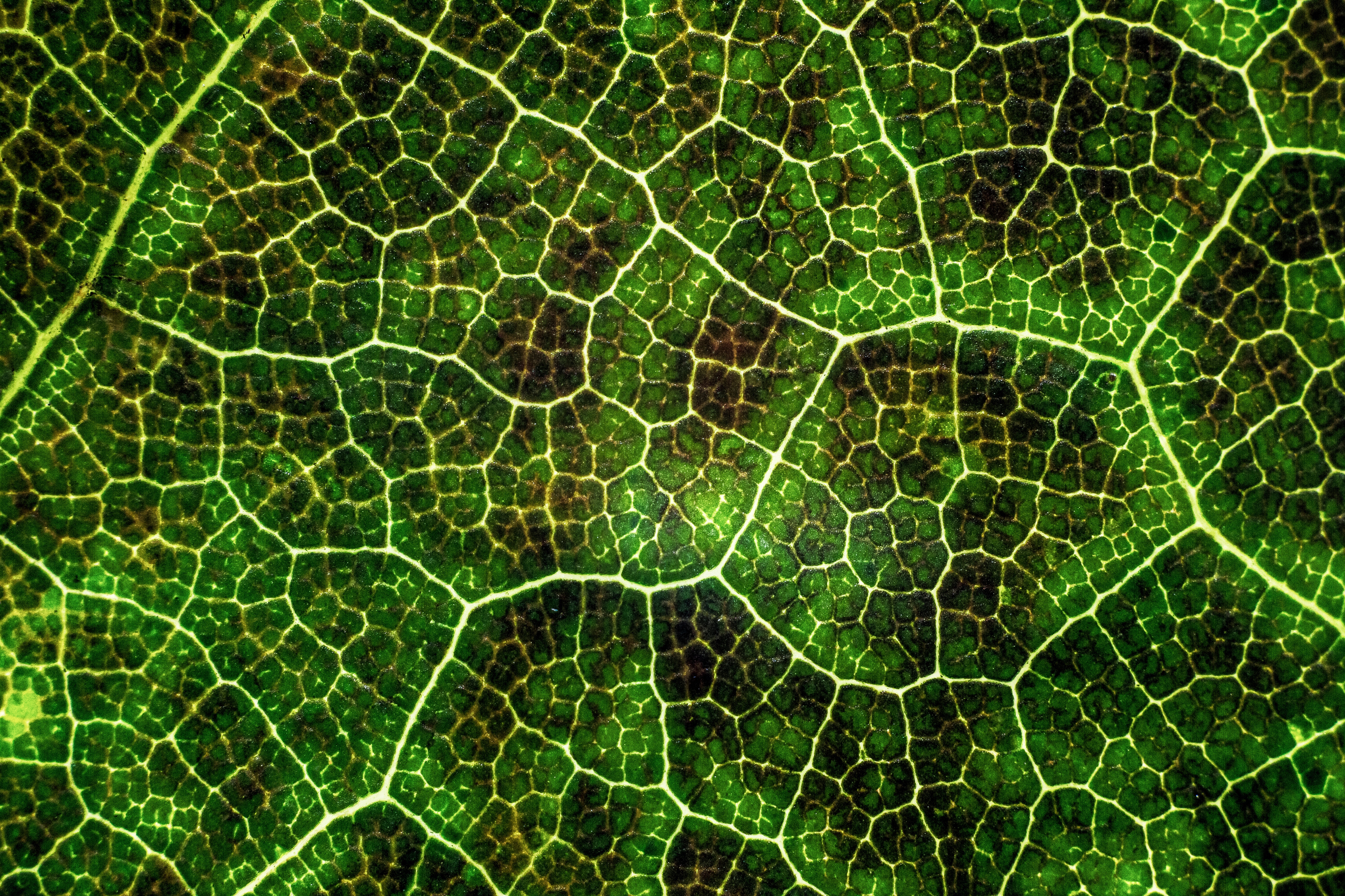 Cool HD Wallpaper green, photosynthesis, leaflet, texture