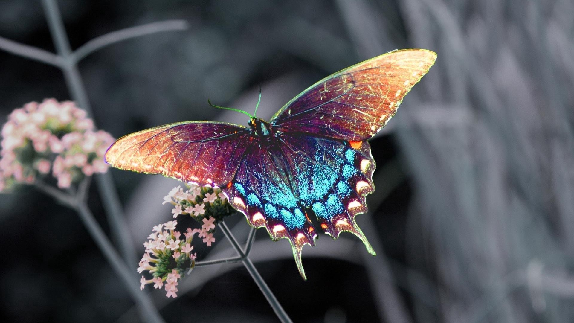 butterfly, flower, macro, insect 4K Ultra
