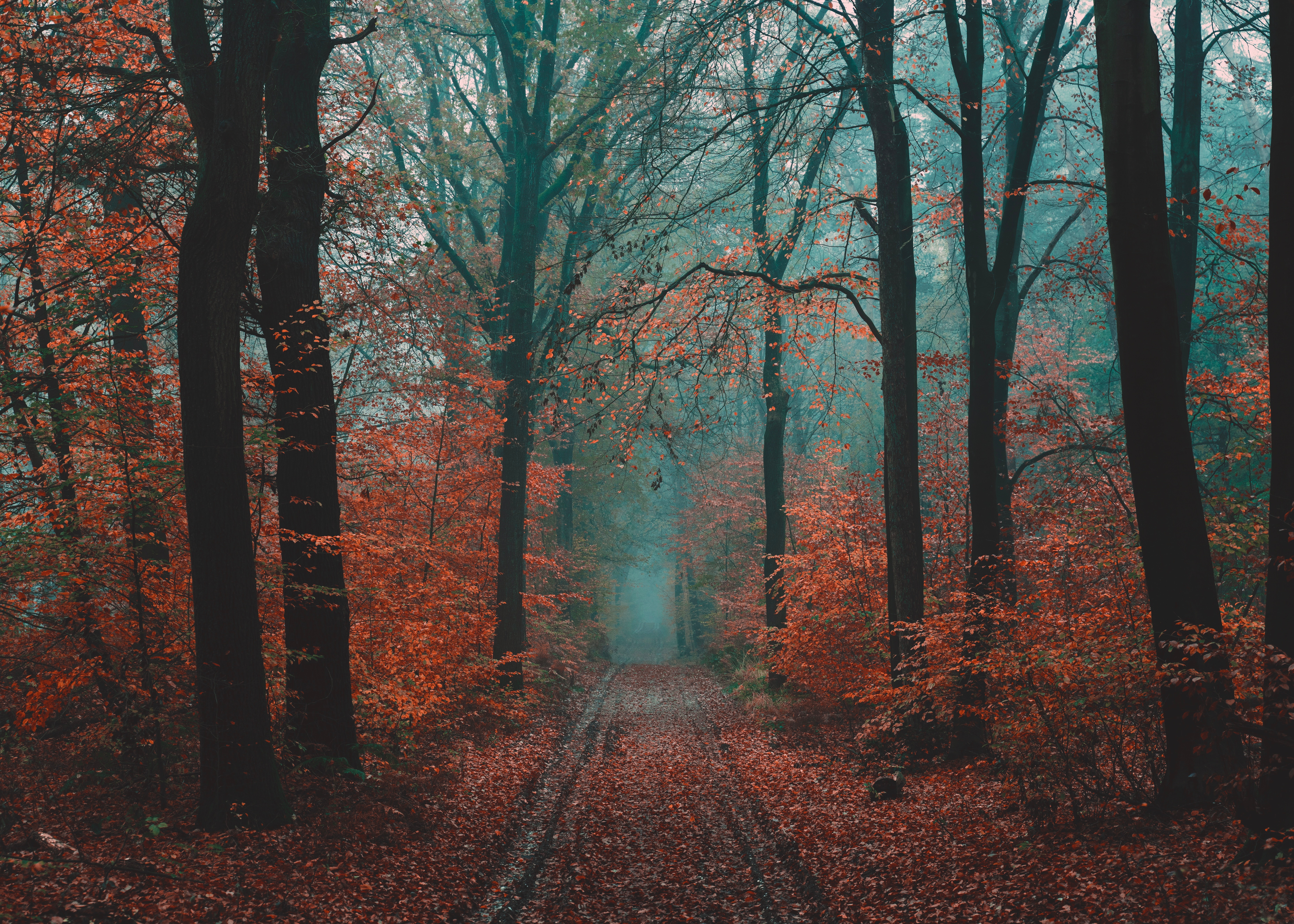 road, nature, autumn, forest, fog