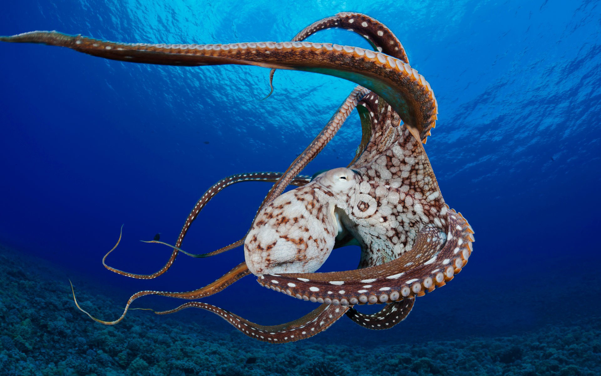 Mobile Wallpaper Underwater animal, octopus