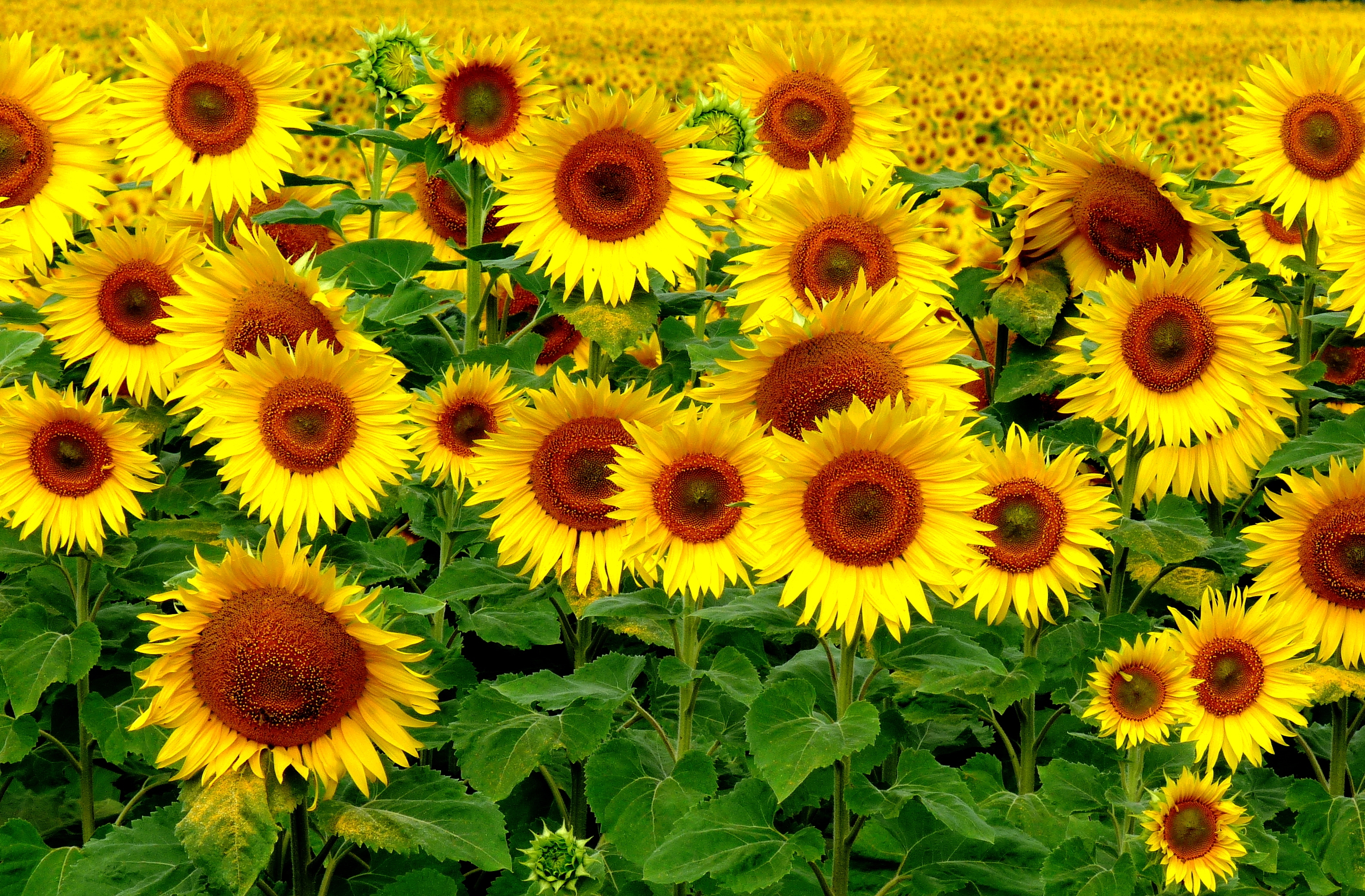 68337 download wallpaper landscape, nature, sunflowers, field screensavers and pictures for free