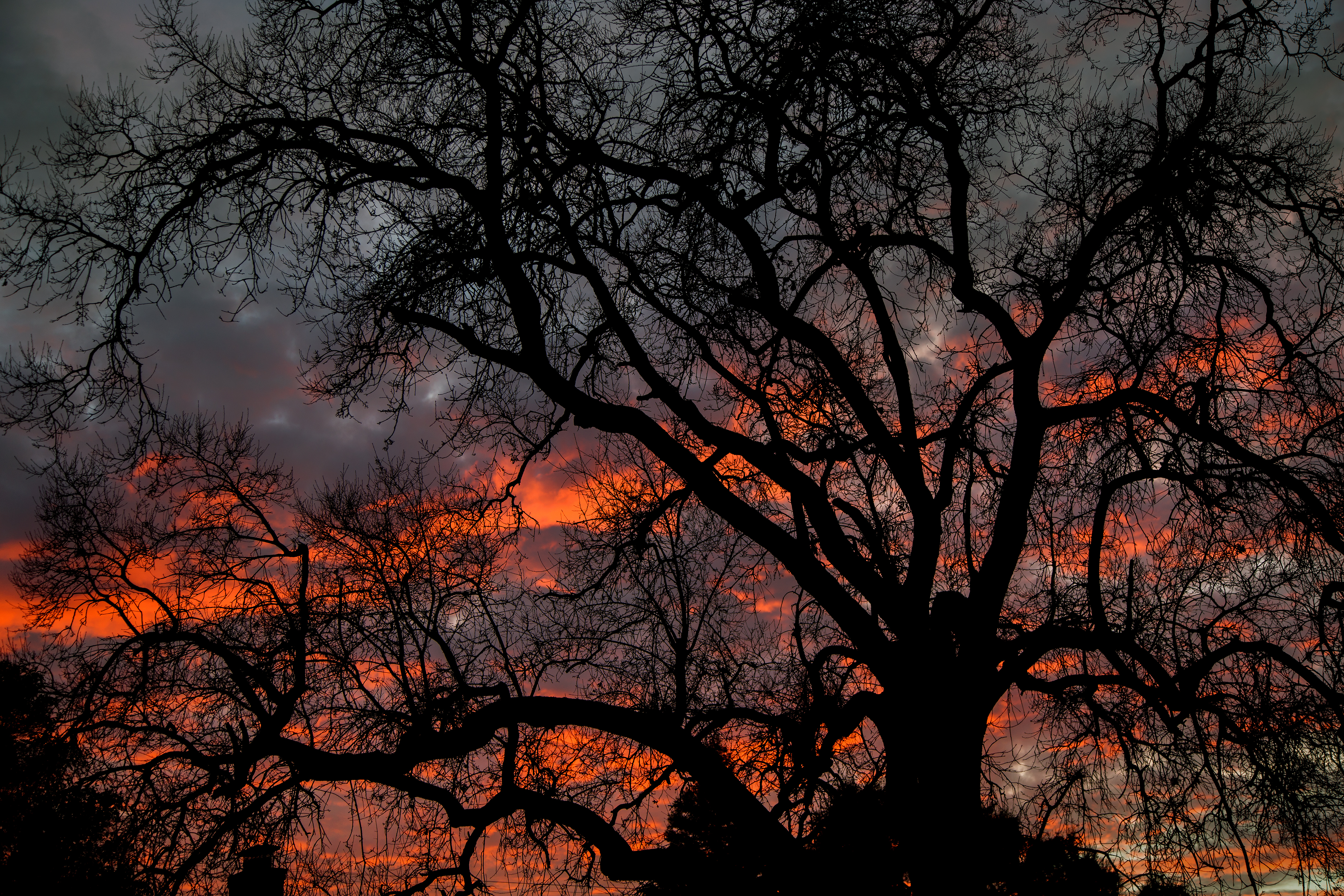 dark, twilight, sky, wood, tree, branches, dusk wallpapers for tablet
