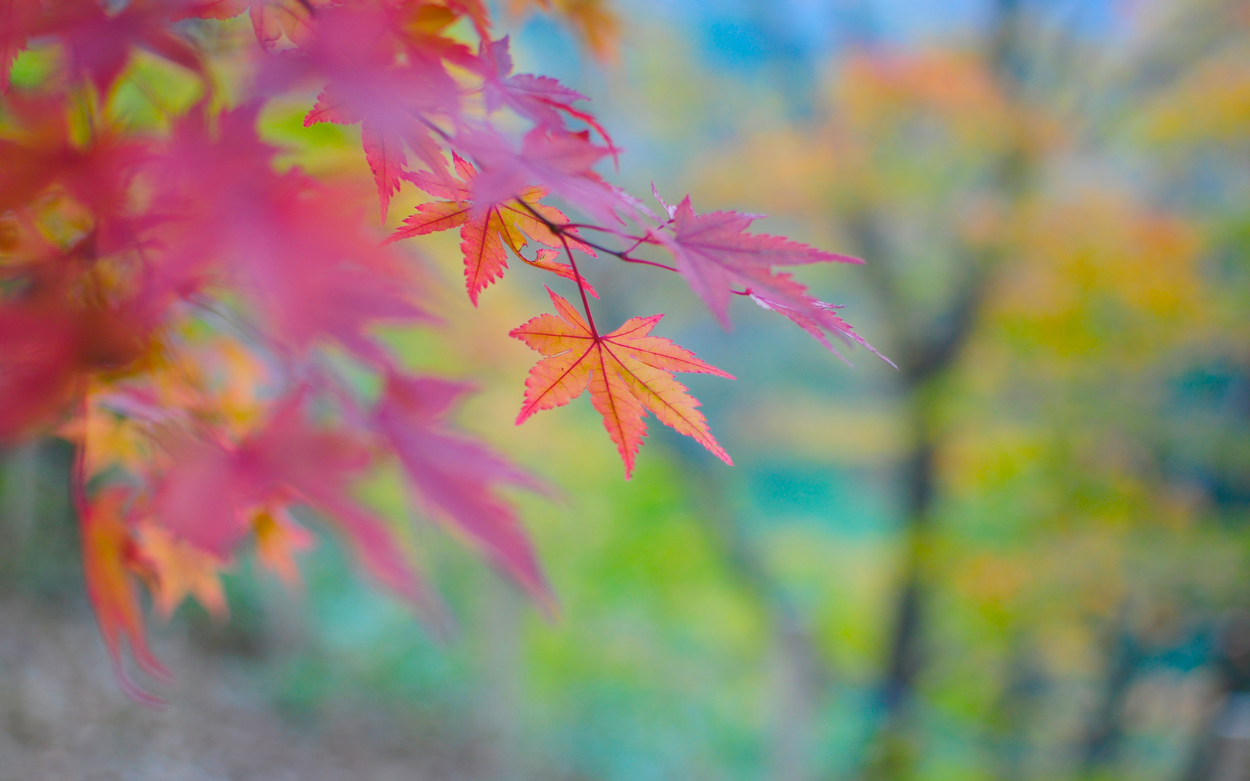 Download mobile wallpaper Plants, Leaves, Autumn for free.