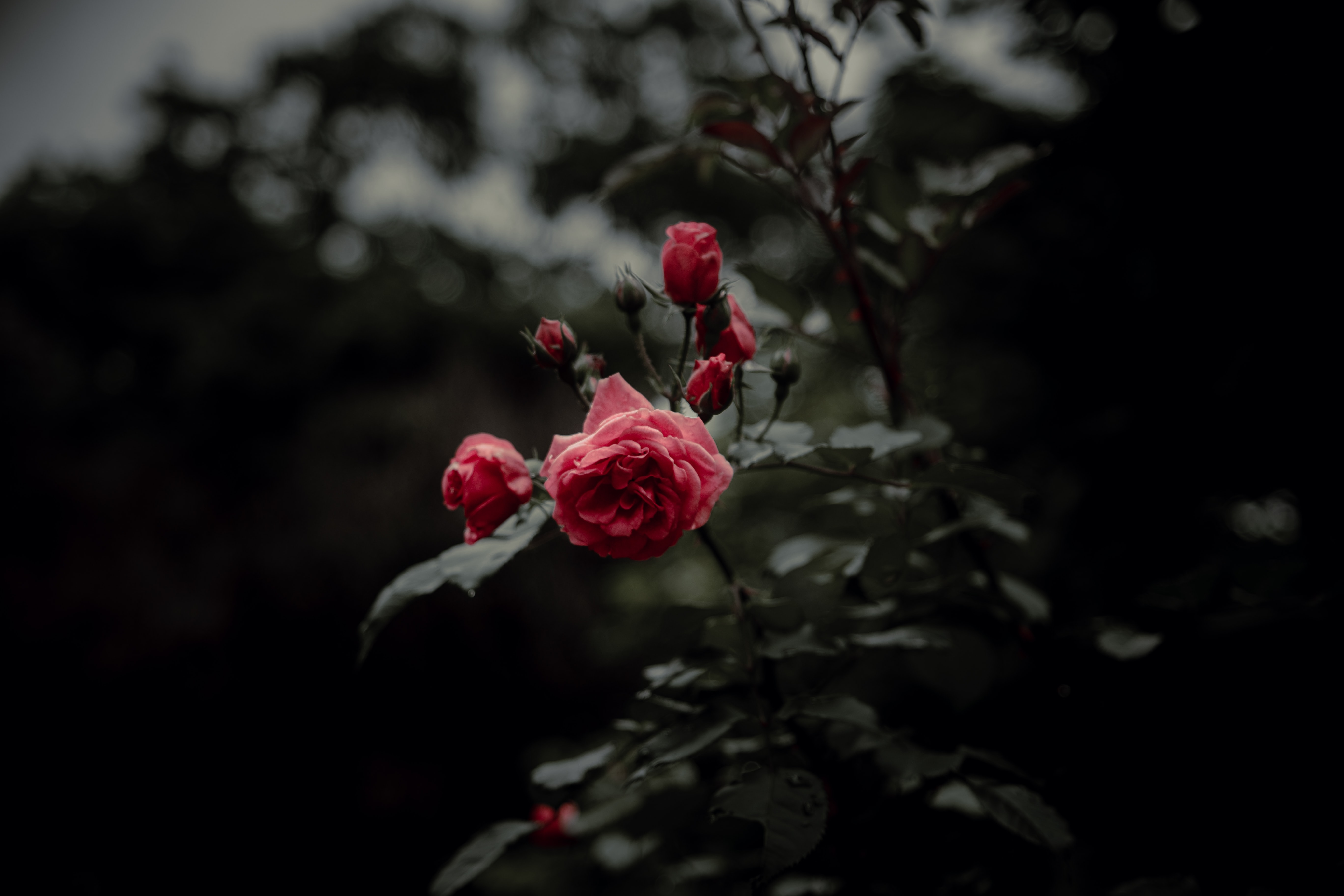 お使いの携帯電話の138562スクリーンセーバーと壁紙ピンク。 開花, 咲く, 薔薇, バラの花の写真を無料でダウンロード