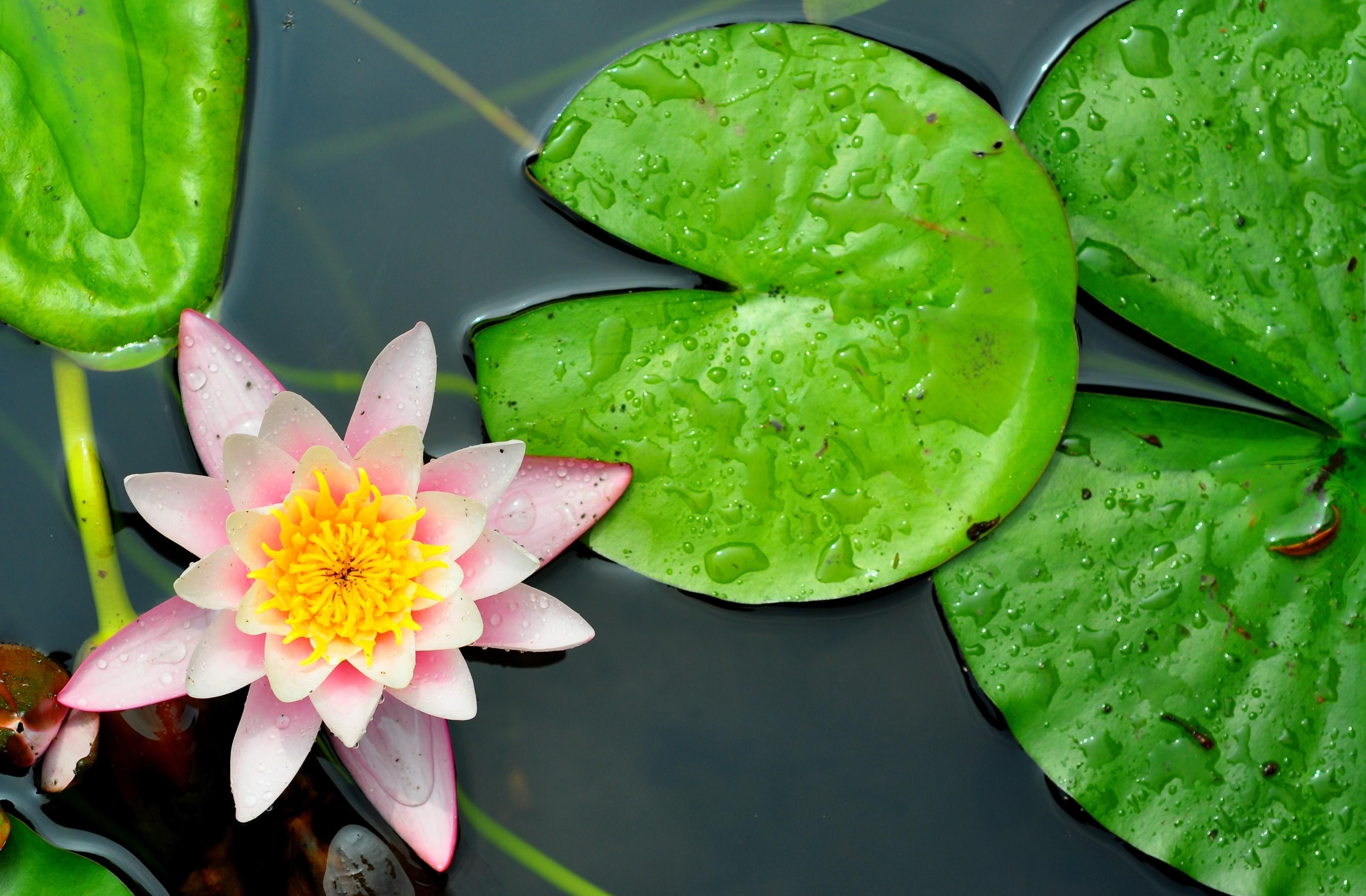 flowers, water, leaves, close-up, water lily UHD