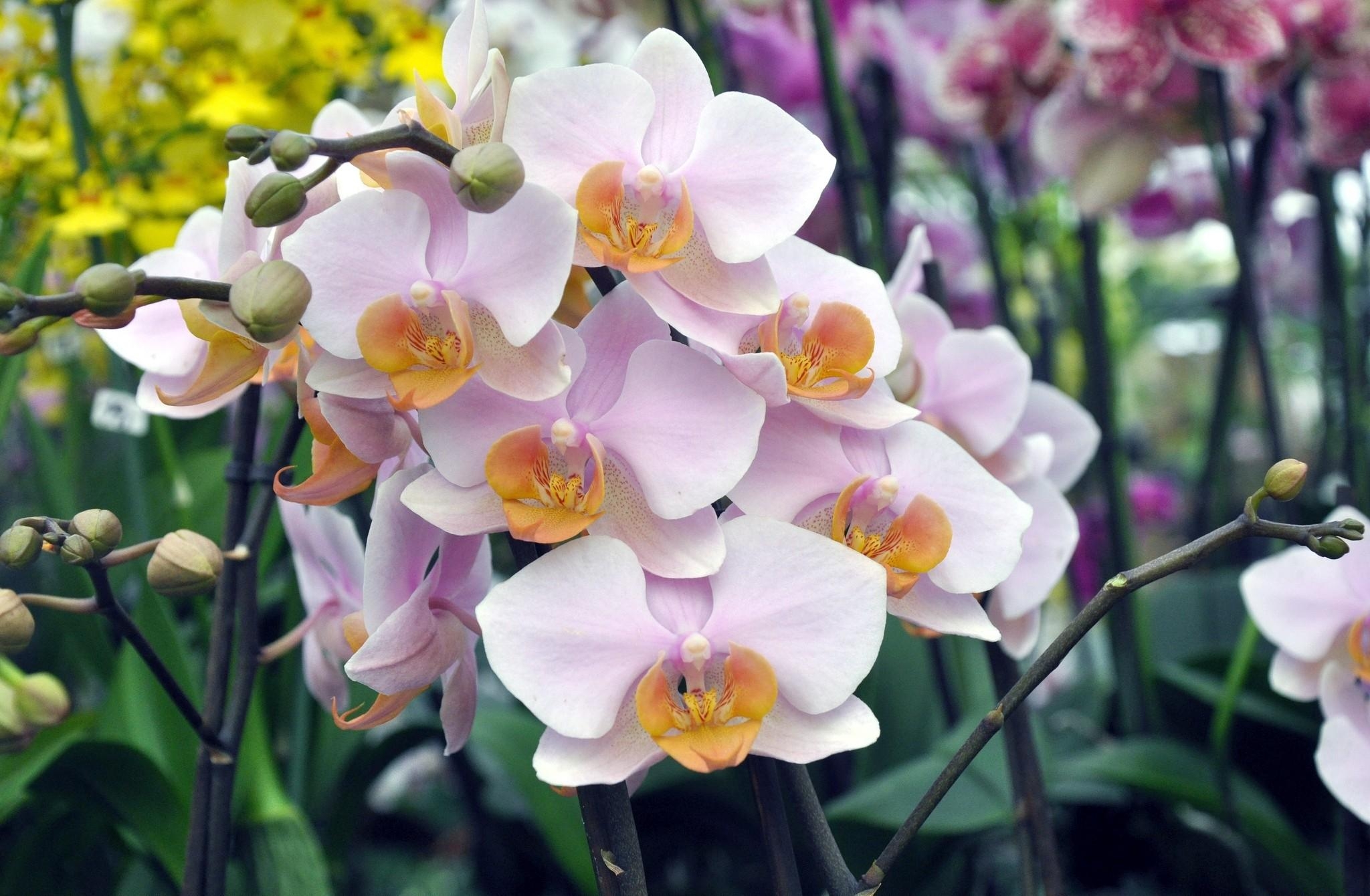 Die besten Orchid-Hintergründe für den Telefonbildschirm
