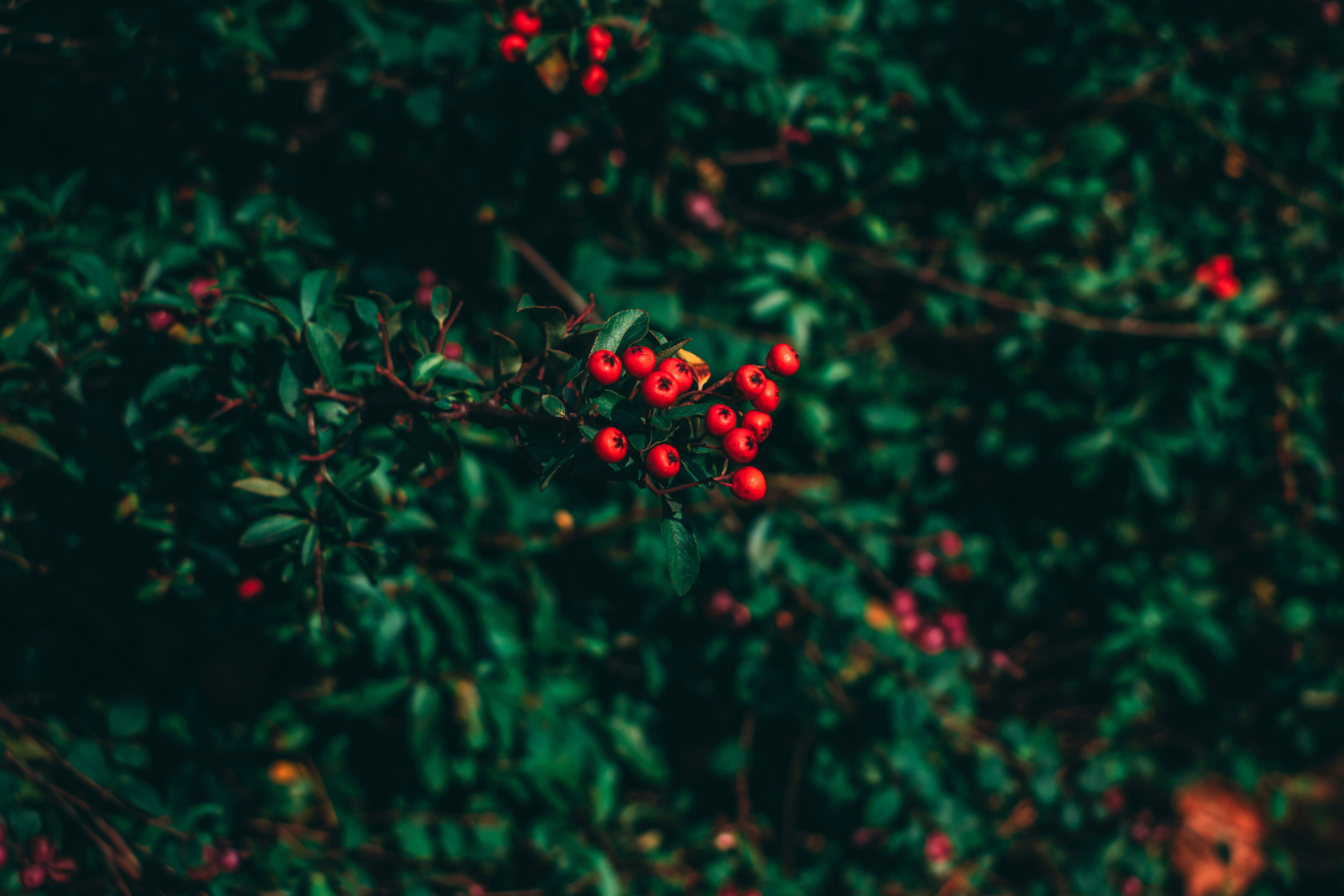 1080p pic berries, nature, wood, rowan