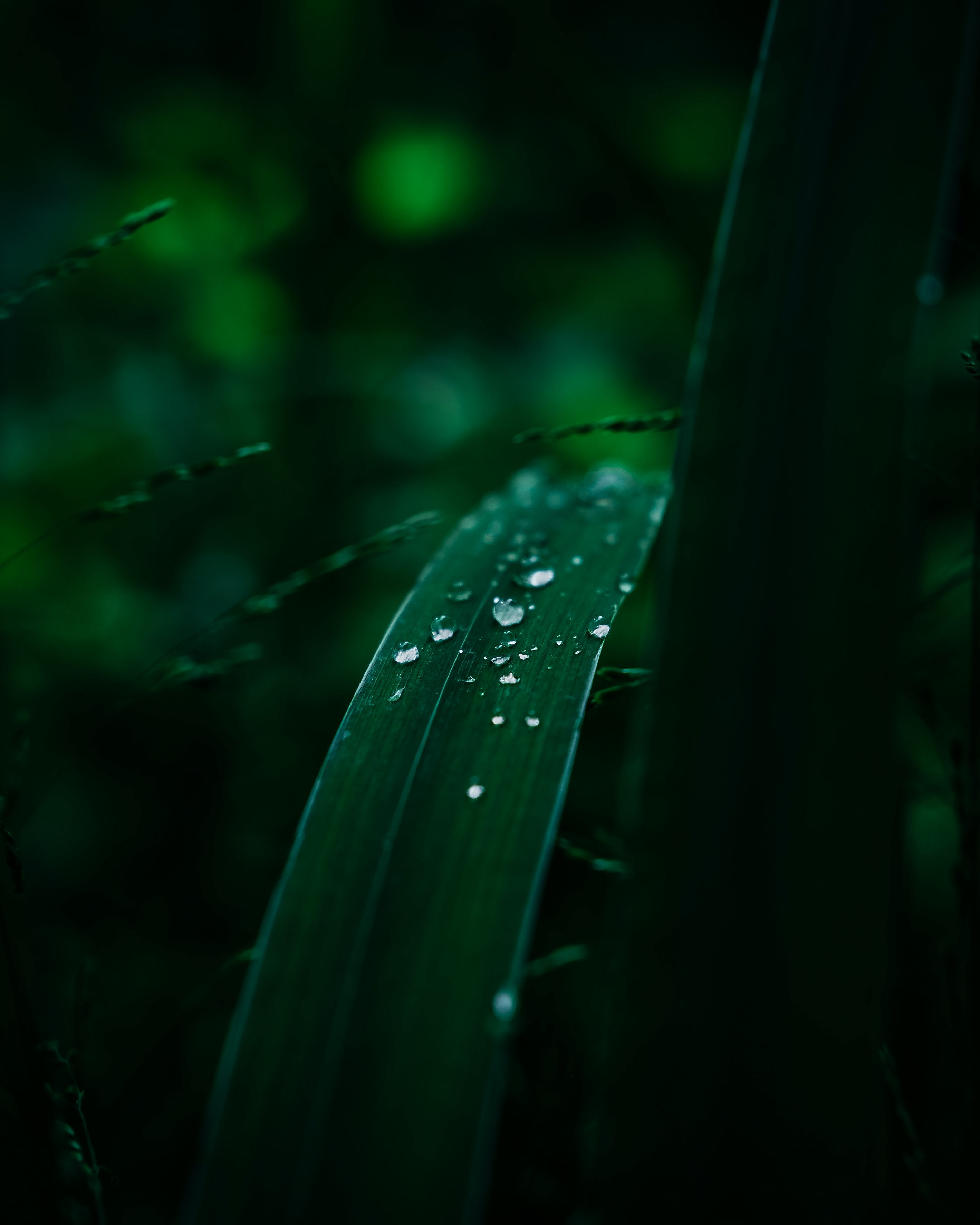 107720 free download Green wallpapers for phone, macro, leaves, wet, drops Green images and screensavers for mobile