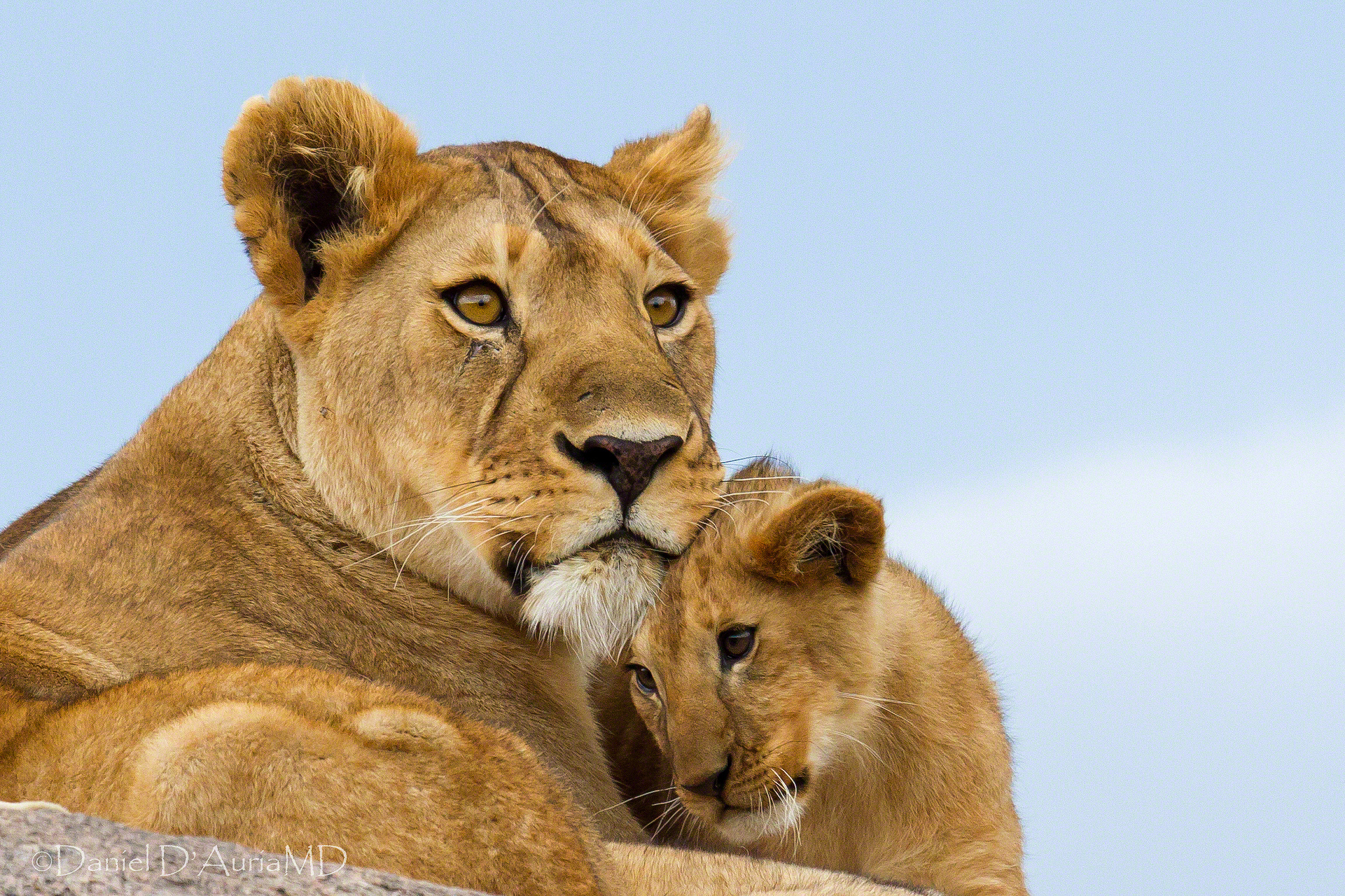 lion, cub, animal, cats HD Wallpaper for Phone