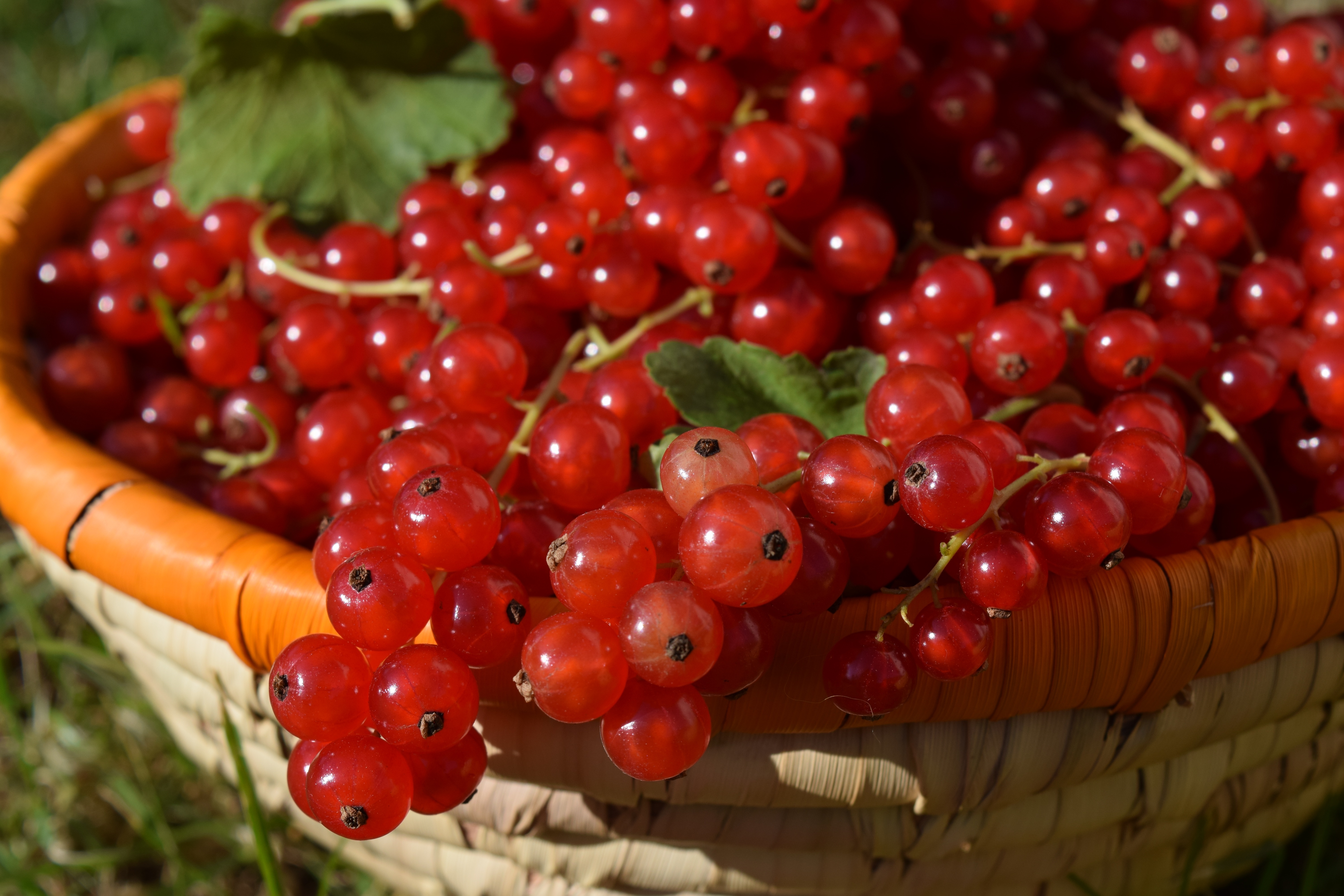 food, berries, currant, basket, ripe, red currants, redcurrant 4K Ultra