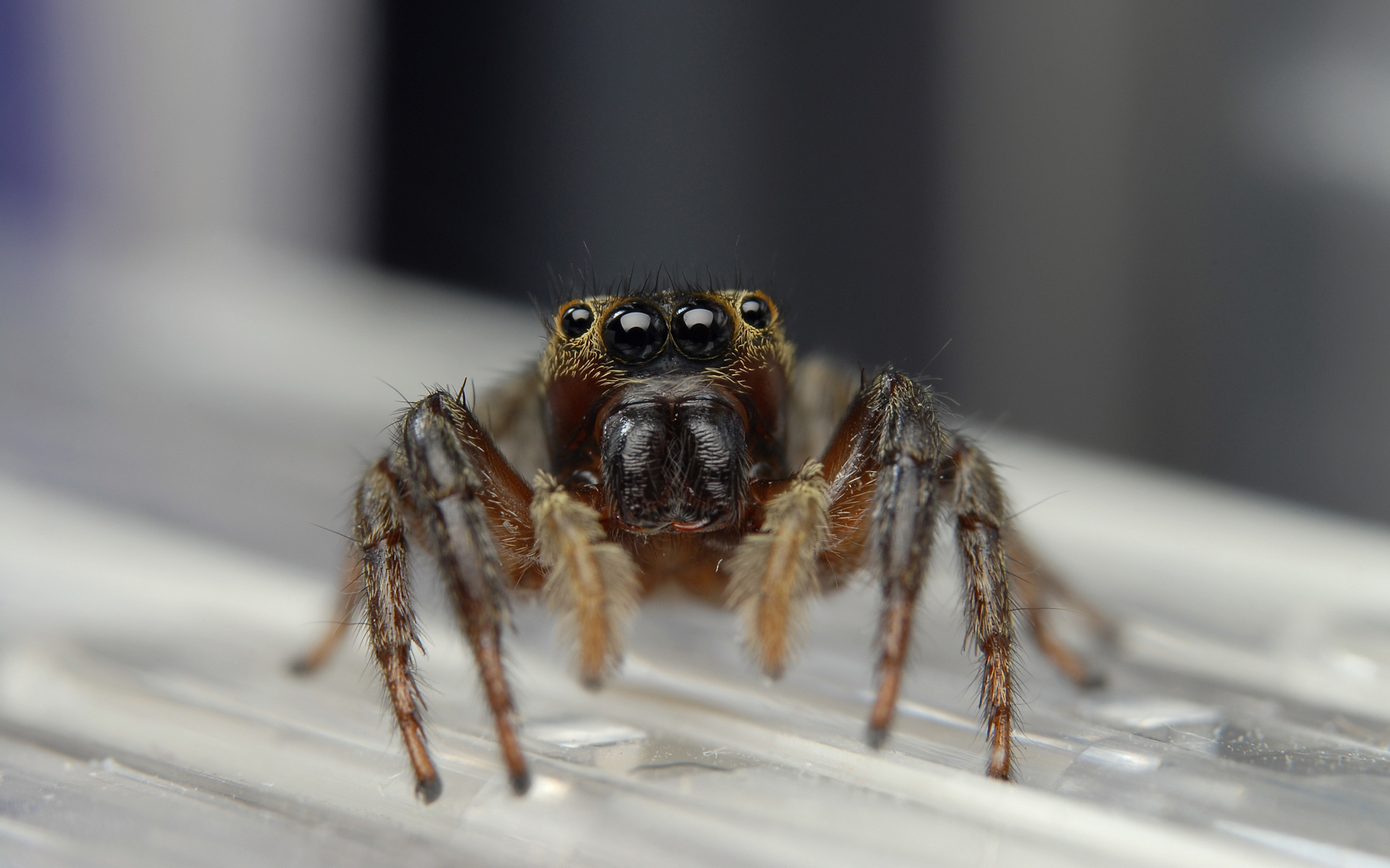 animal, spider, jumping spider, spiders wallpapers for tablet