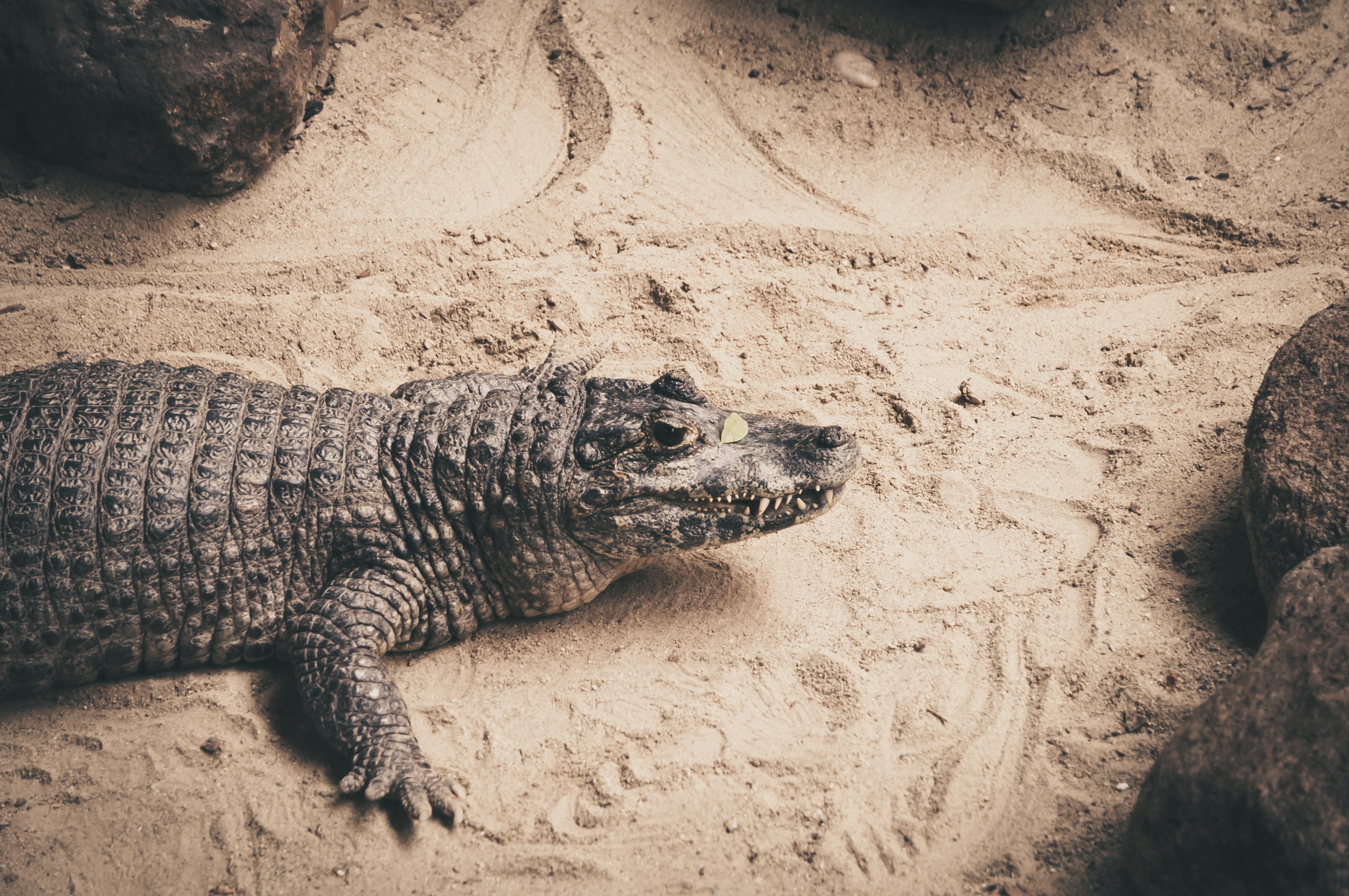 59515 Bildschirmschoner und Hintergrundbilder Krokodil auf Ihrem Telefon. Laden Sie tiere, sand, reptil, reptile, krokodil Bilder kostenlos herunter