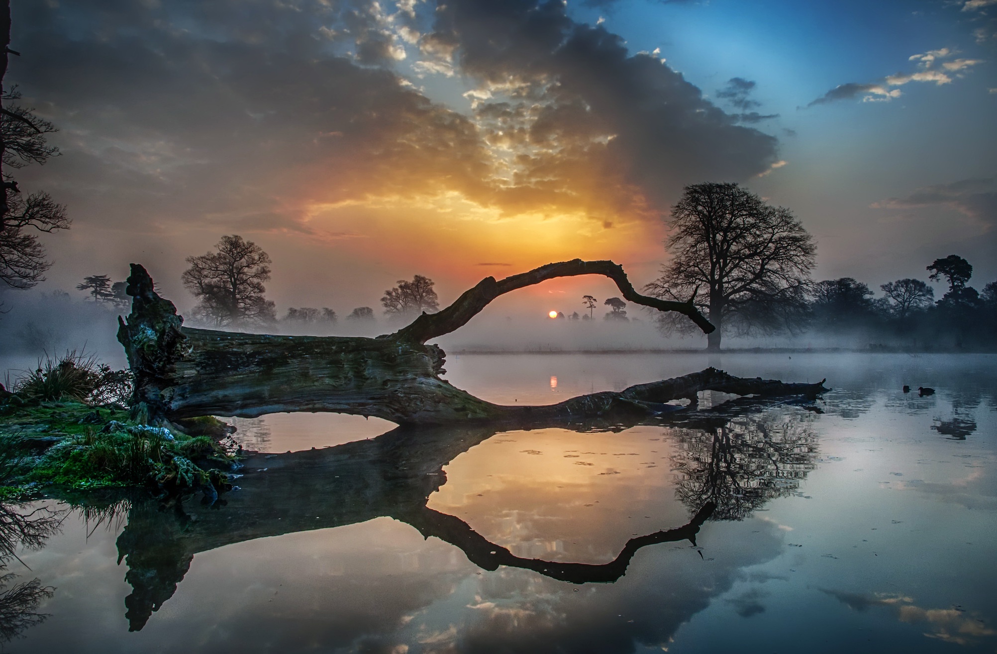 earth, reflection, fog, lake, log, nature, sunset