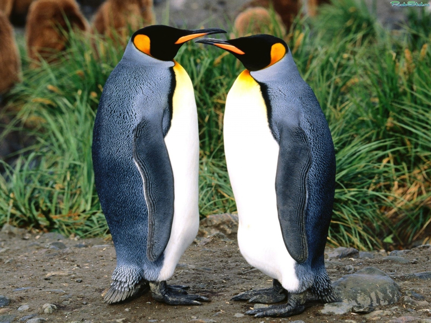 27760 Bild herunterladen tiere, vögel, pinguins - Hintergrundbilder und Bildschirmschoner kostenlos