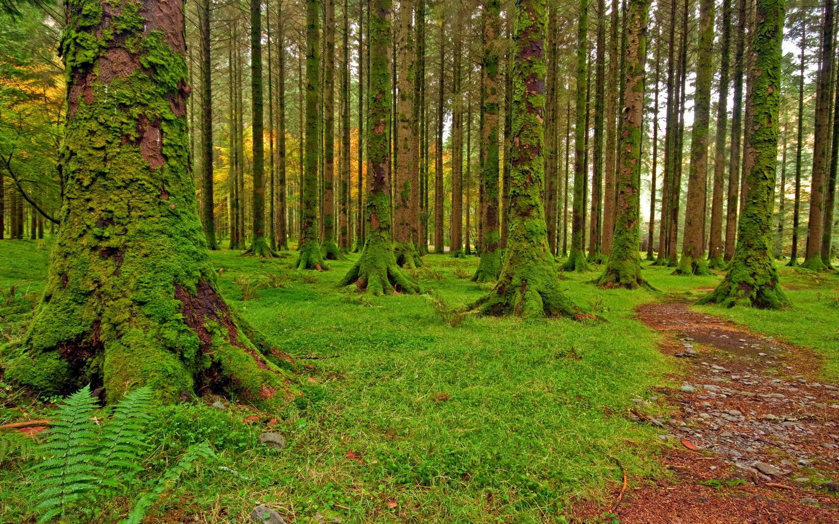 Laden Sie das Natur, Bäume, Kiesel, Wald, Pfad, Moss, Moos, Weg, Kieselsteine-Bild kostenlos auf Ihren PC-Desktop herunter