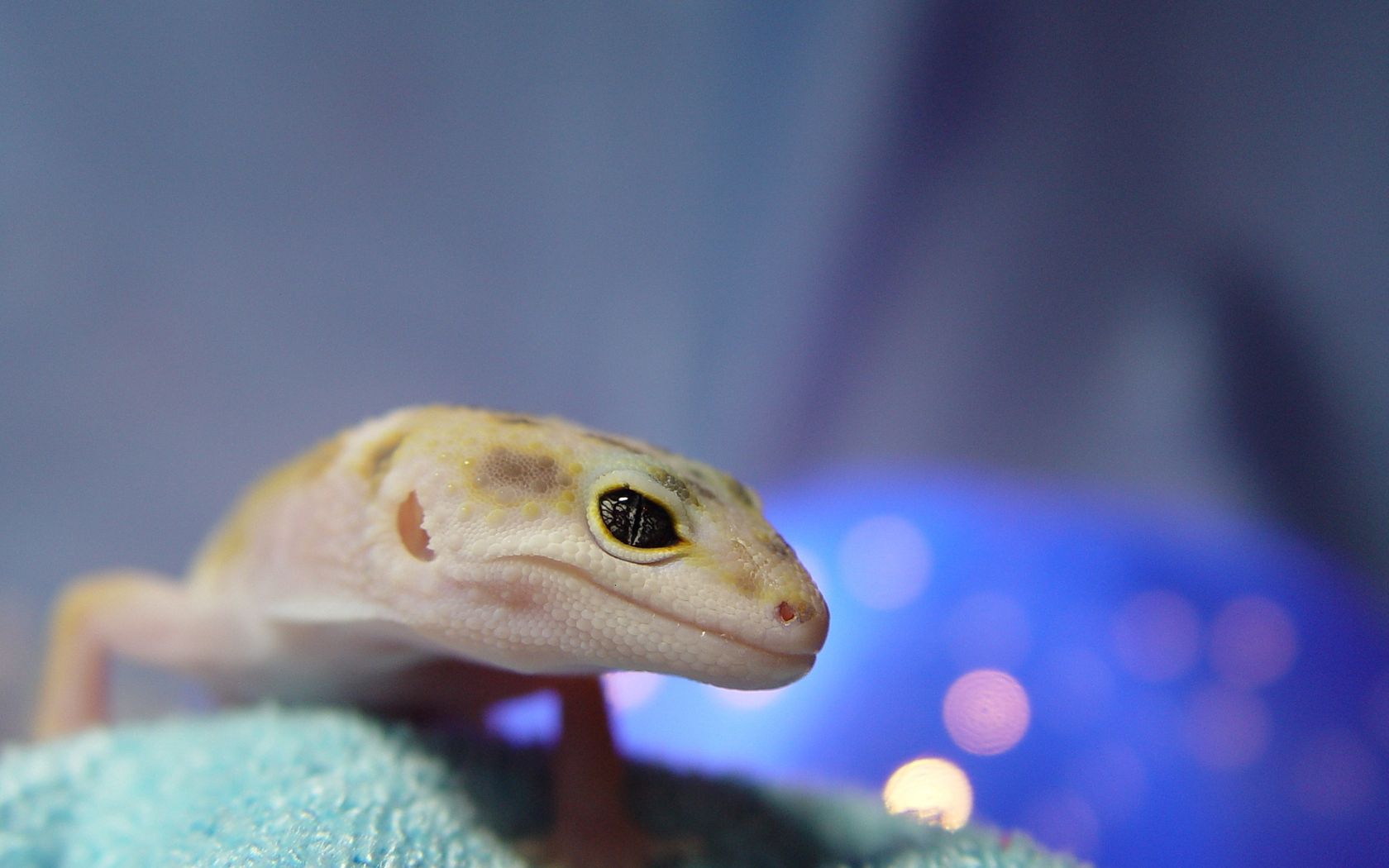 animals, muzzle, eyes, lizard, reptile, blurred, greased Aesthetic wallpaper