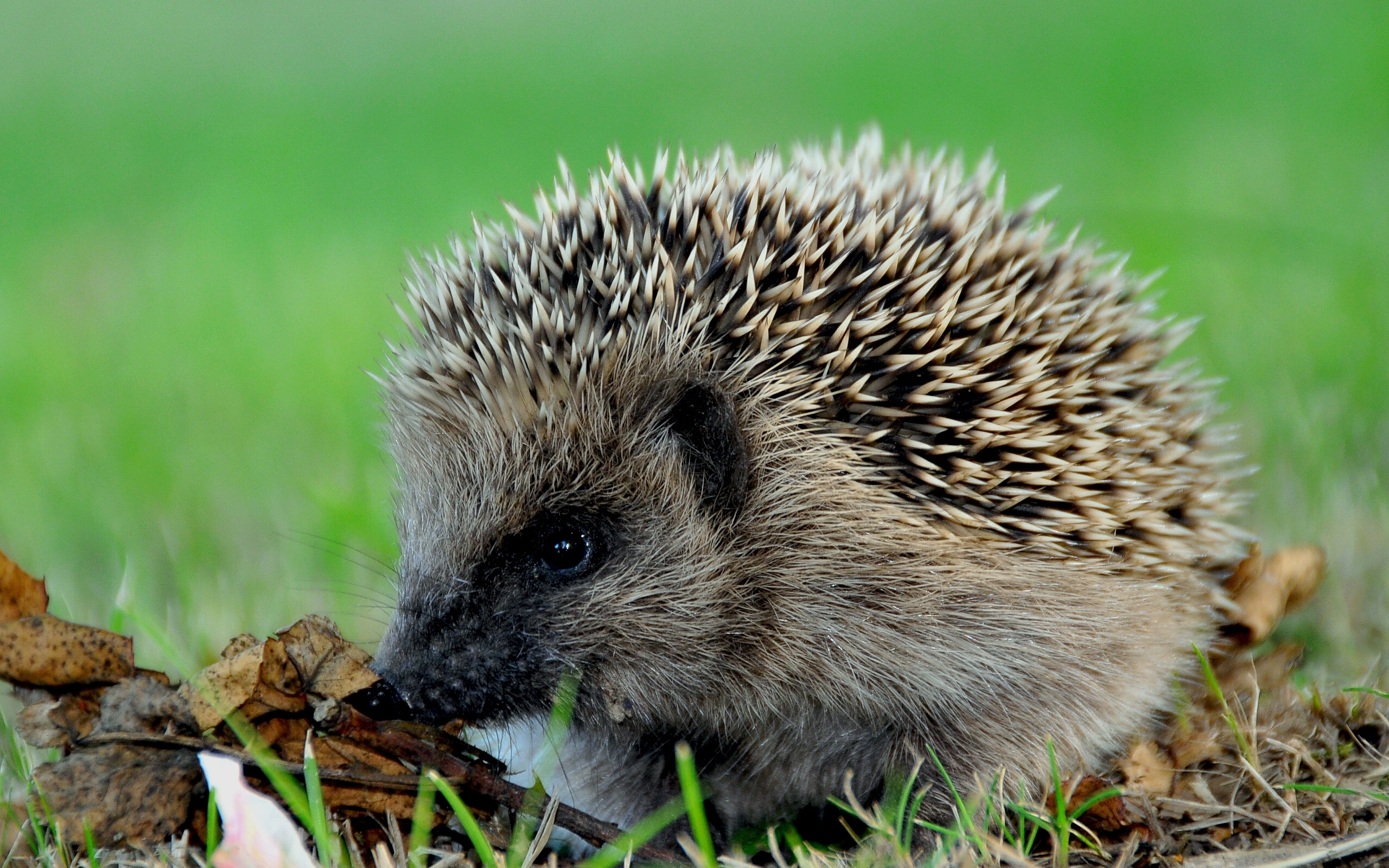 42823 download wallpaper animals, hedgehogs screensavers and pictures for free