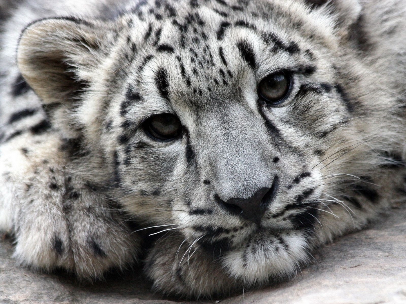 28551 download wallpaper snow leopard, animals, gray screensavers and pictures for free