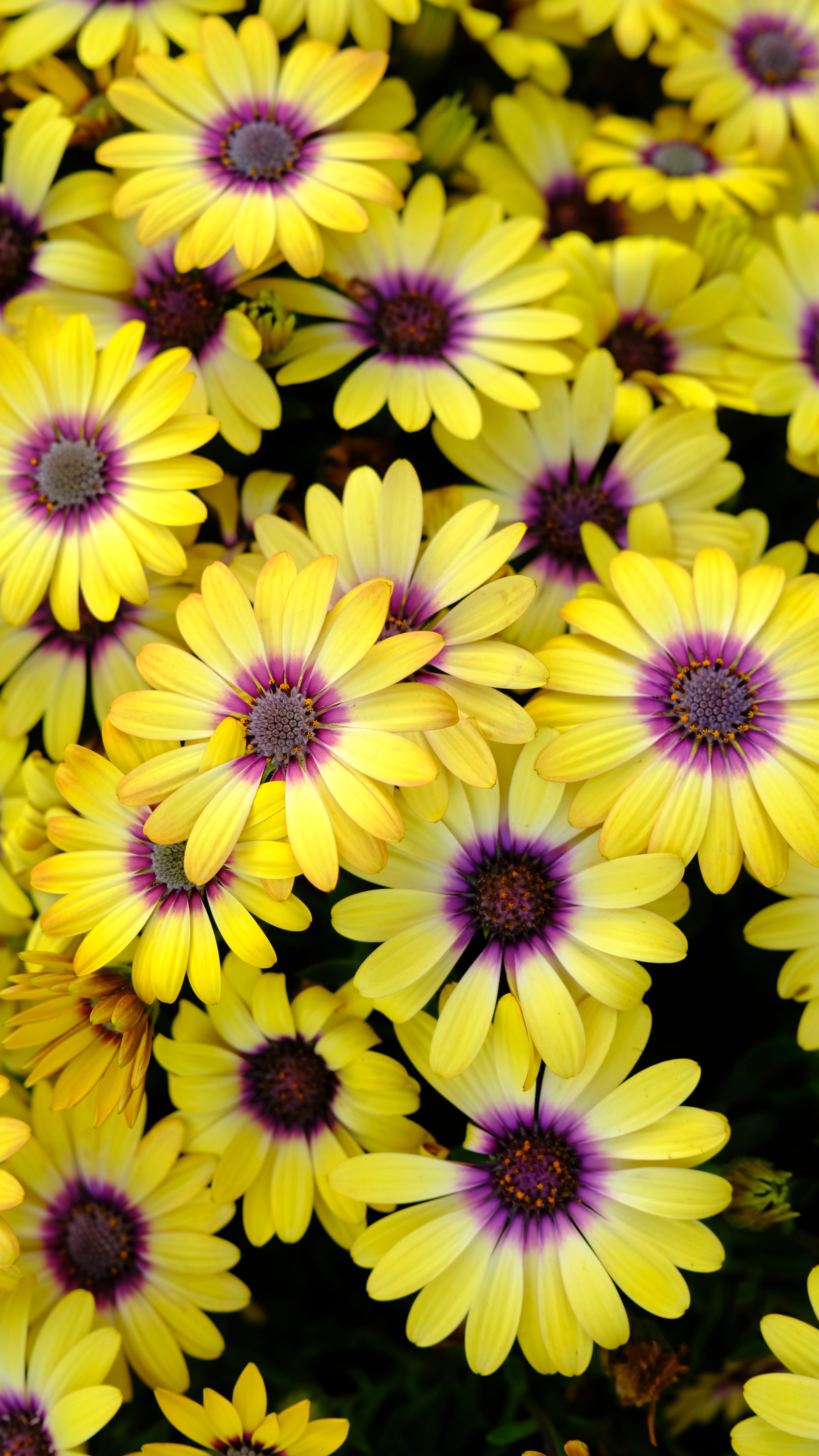 Camomile HD download for free