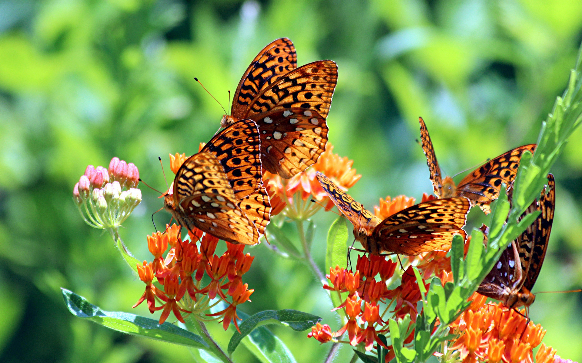 butterflies, green, insects download HD wallpaper