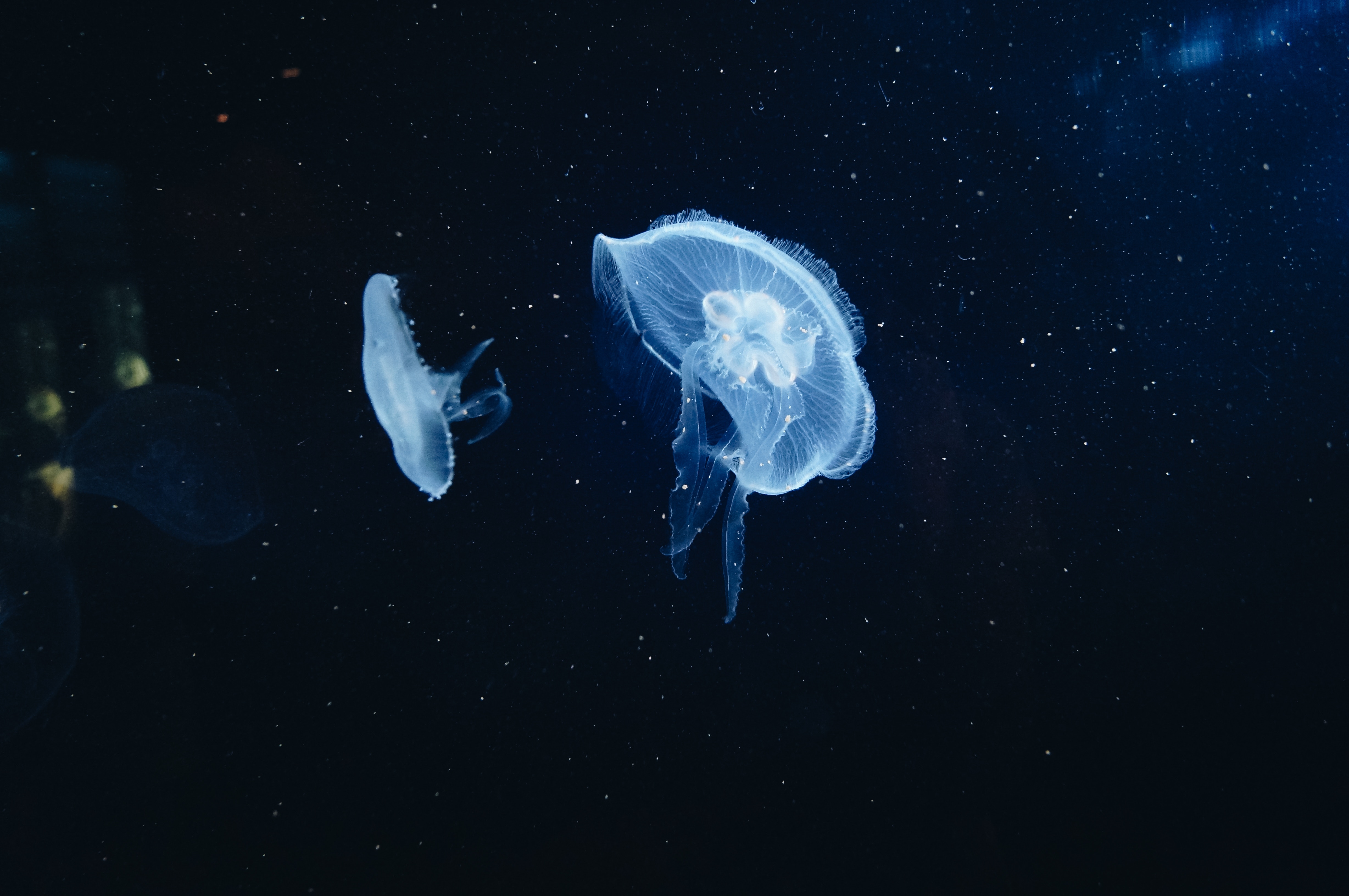 animals, jellyfish, underwater world, tentacles Aesthetic wallpaper