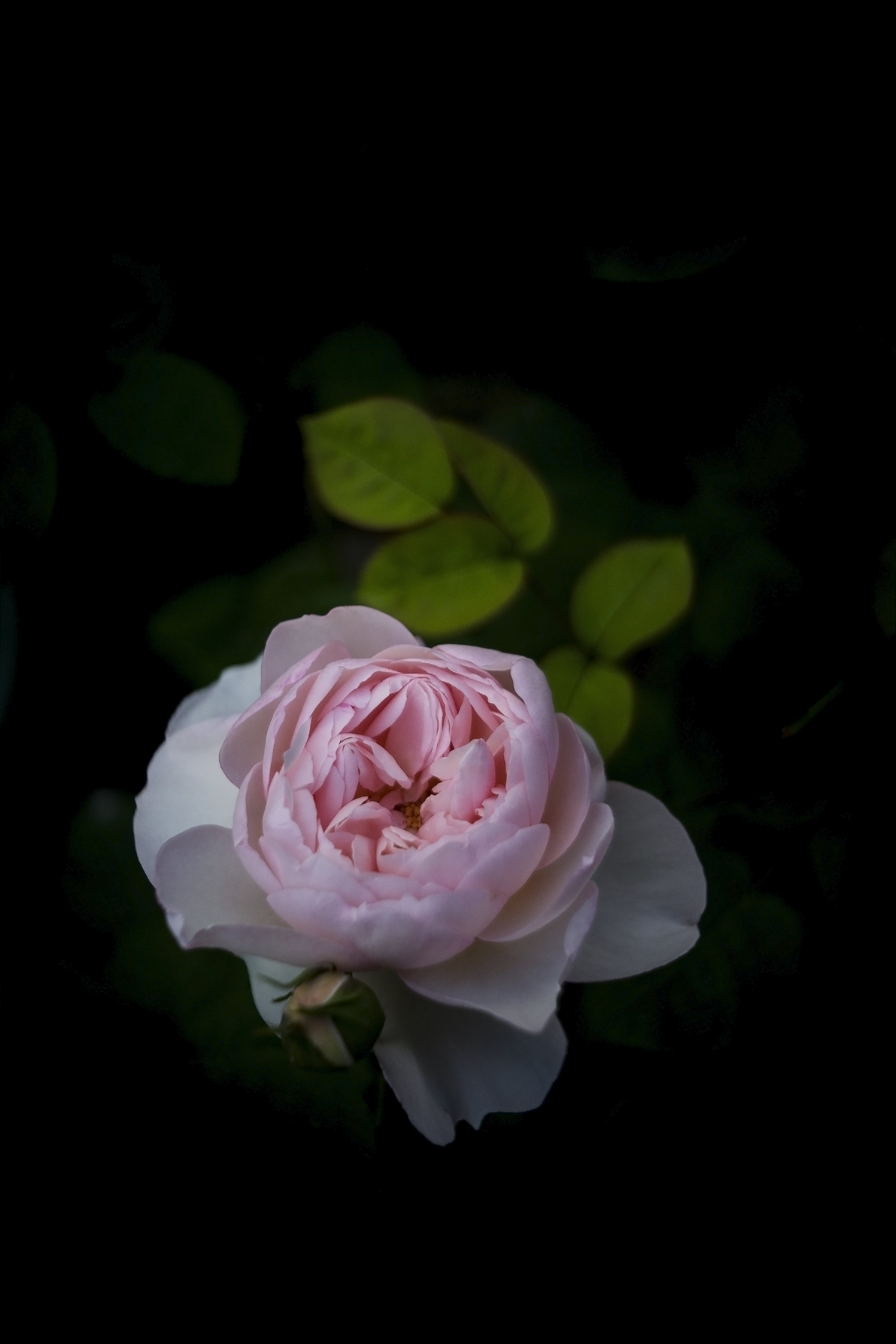 rose, flower, flowers, bush, rose flower, petals, bud Full HD