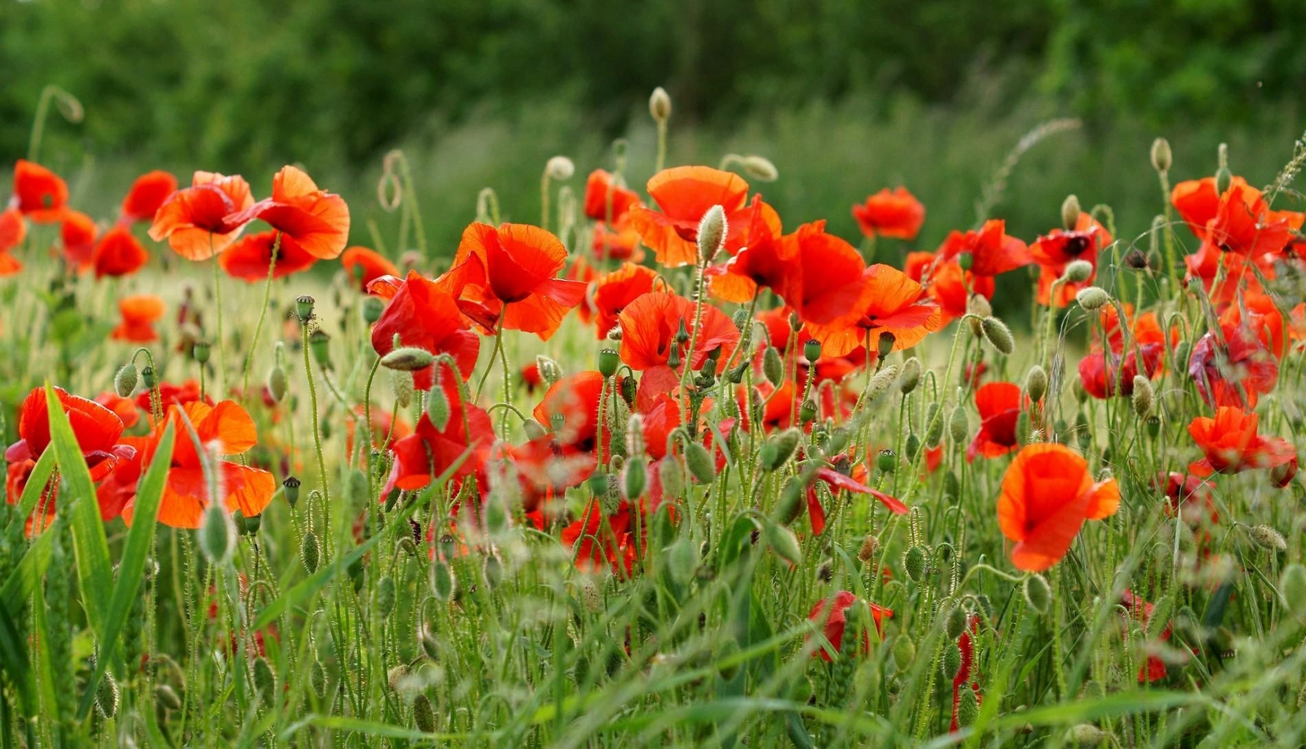 63269 download wallpaper flowers, poppies, summer, blur, smooth, greens, field screensavers and pictures for free