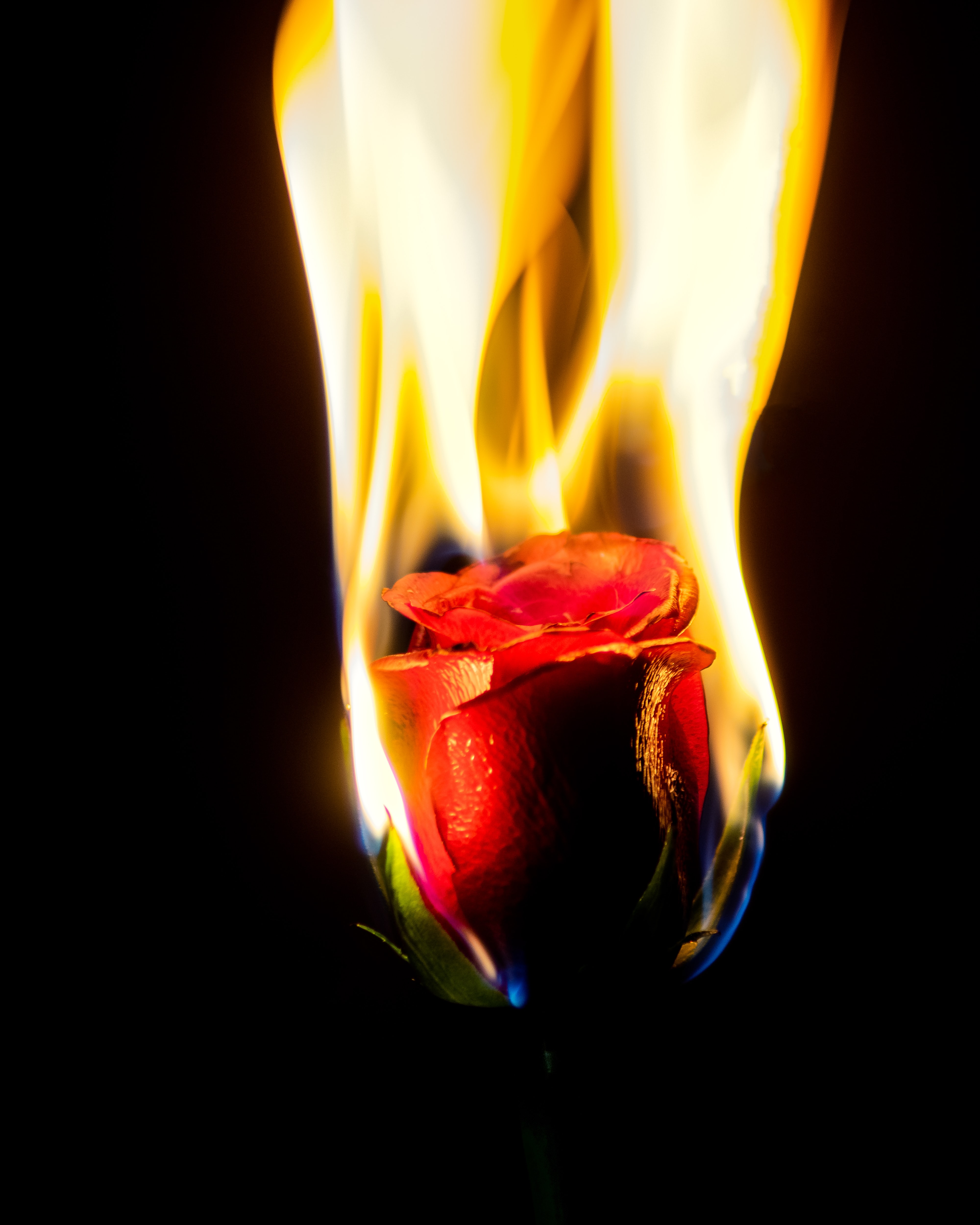 Download mobile wallpaper Flame, Flowers, Fire, Flower, Rose Flower, Rose for free.