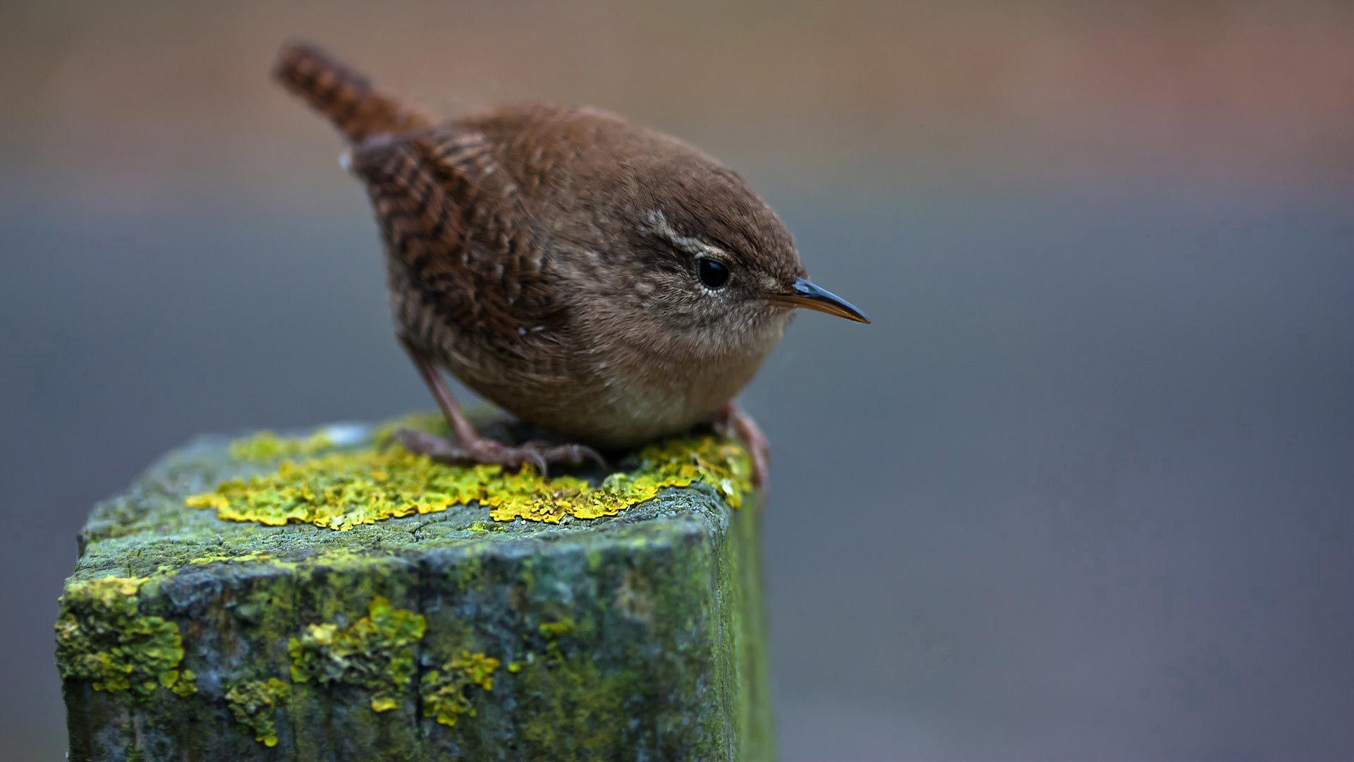 animals, beak, moss, column, little bird, birdie