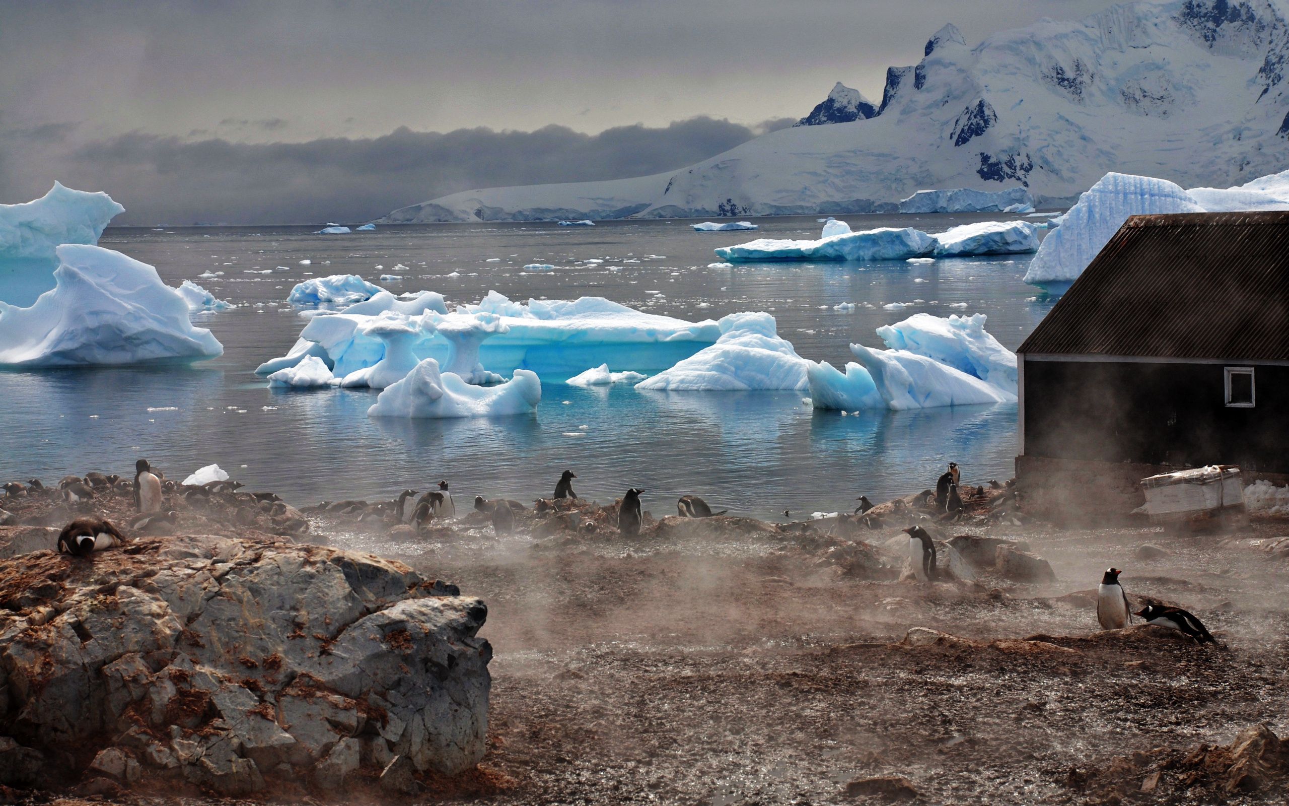 shore, fog, icebergs, white Pinguins Cellphone FHD pic