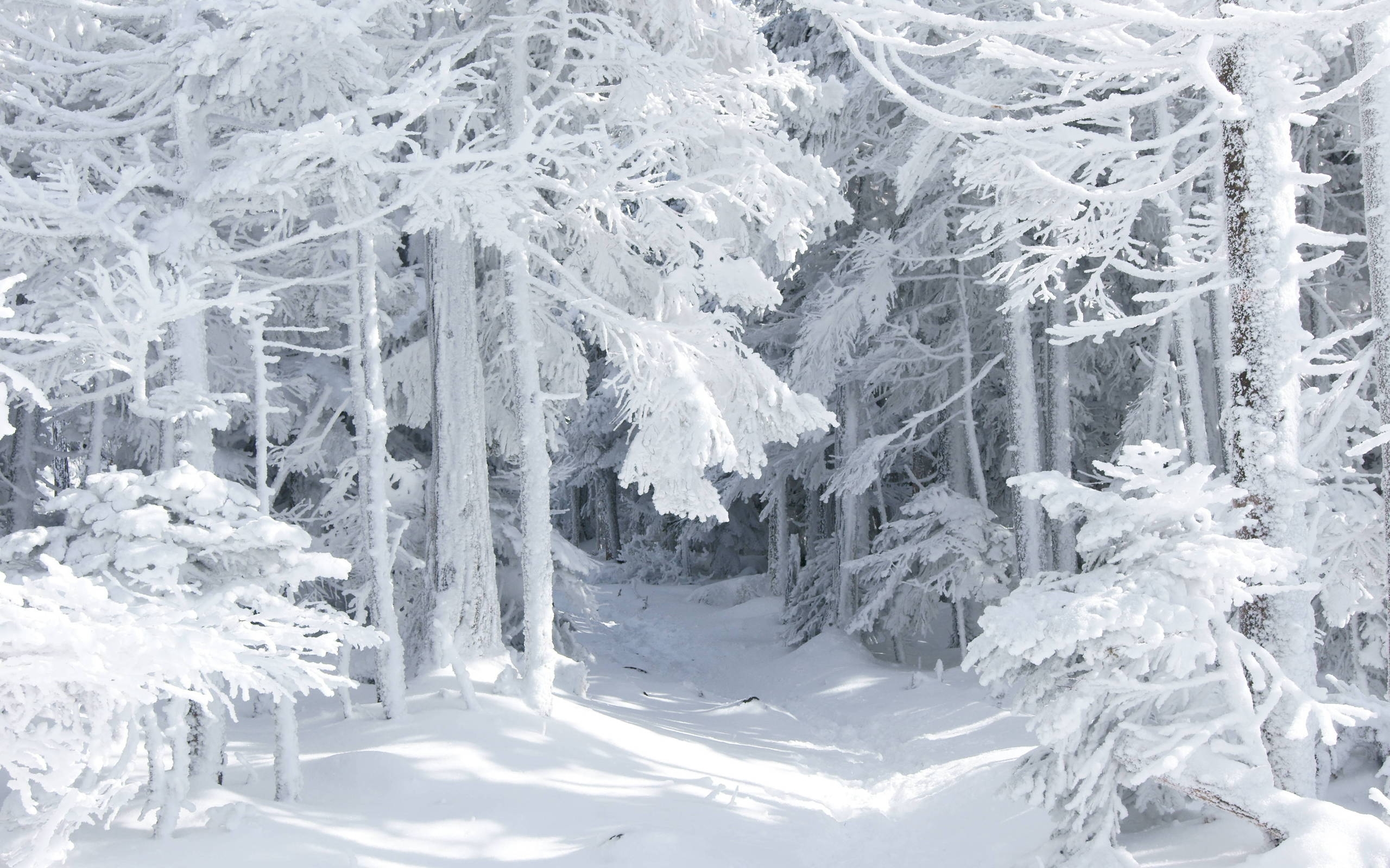 40641 завантажити шпалери зима, пейзаж, дерева, сірий - заставки і картинки безкоштовно