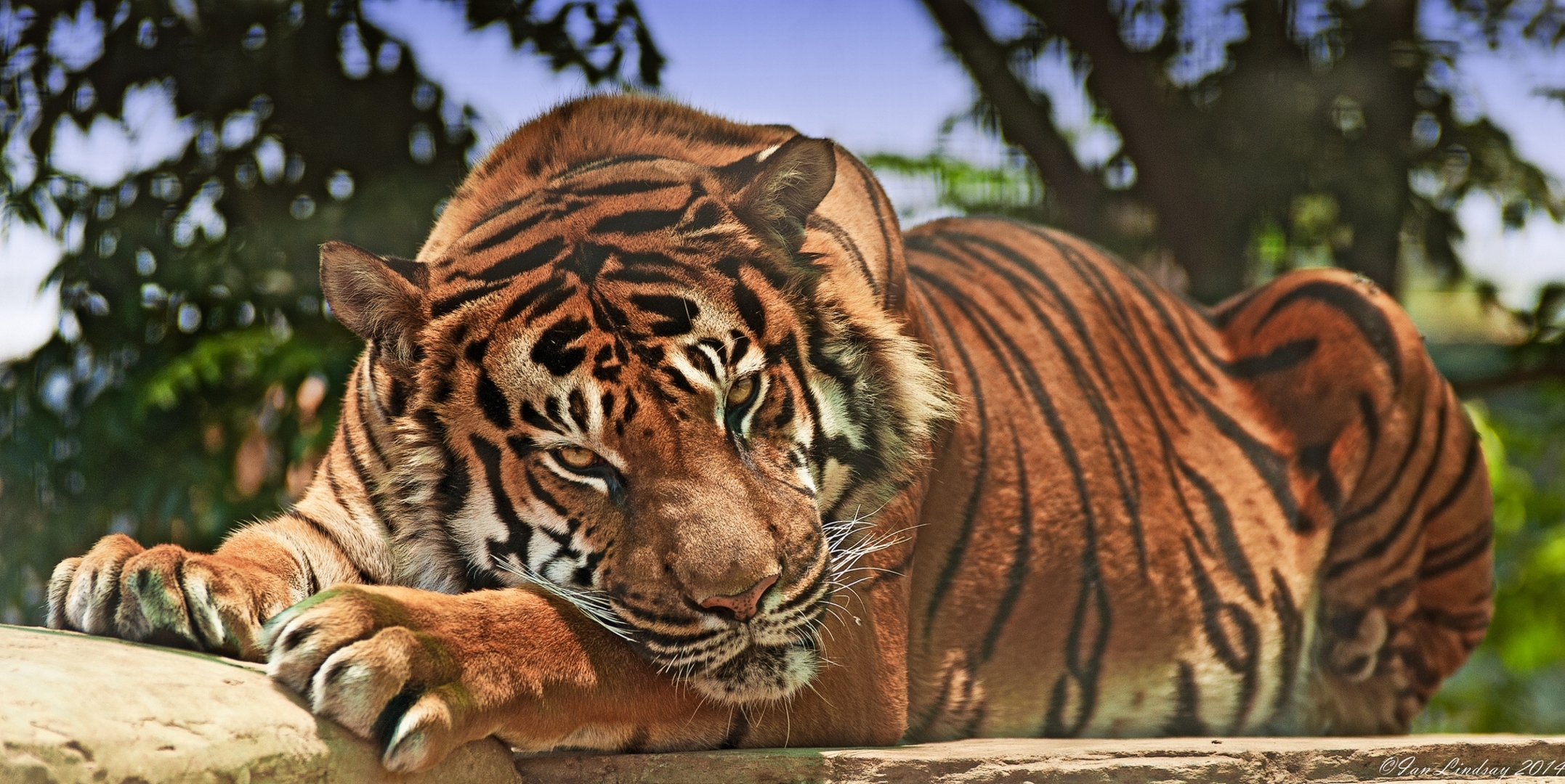 54329 descargar fondo de pantalla bozal, animales, agresión, depredador, gato grande, tigre: protectores de pantalla e imágenes gratis