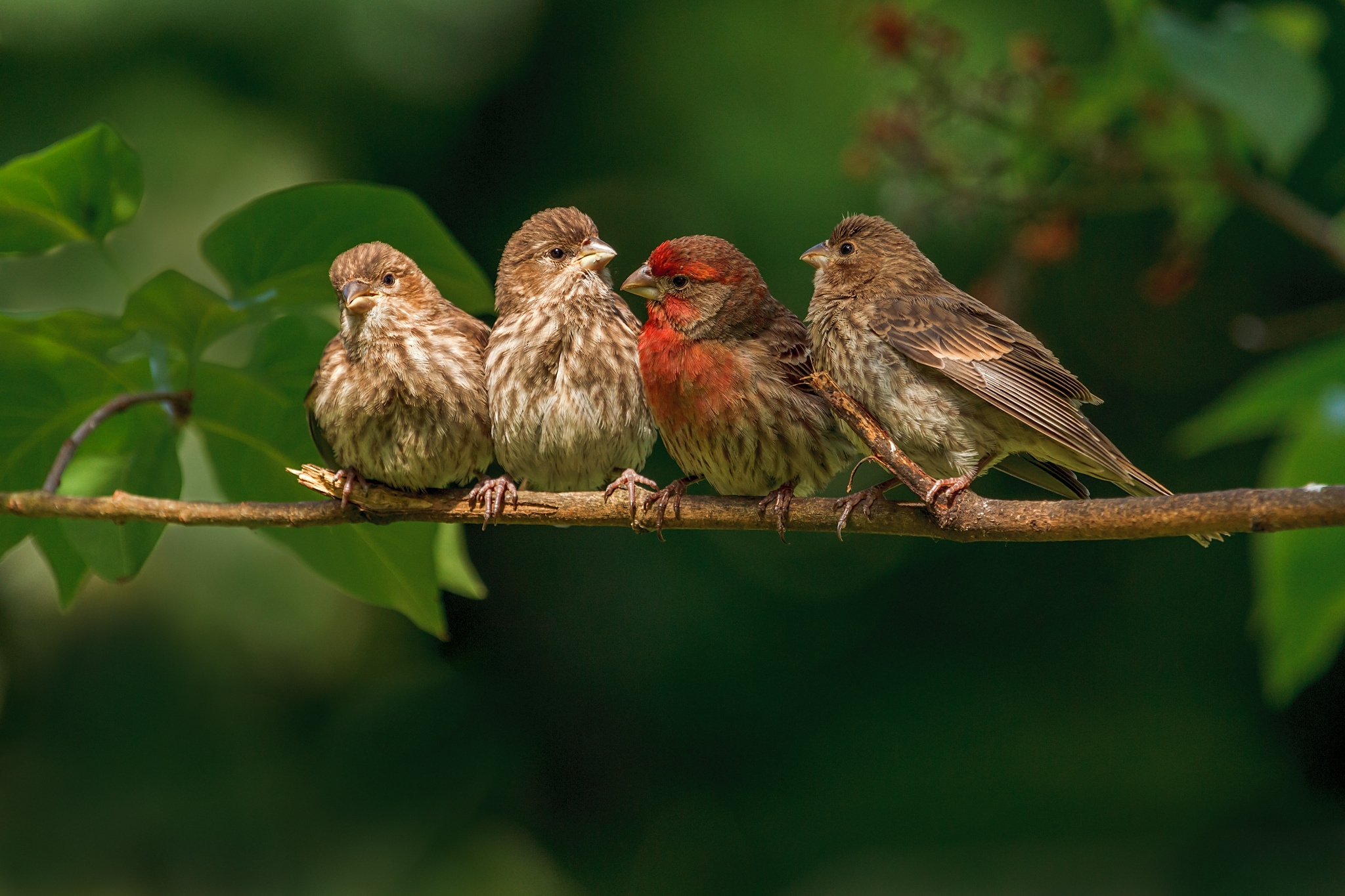 birds, animals, branch, family, finches images