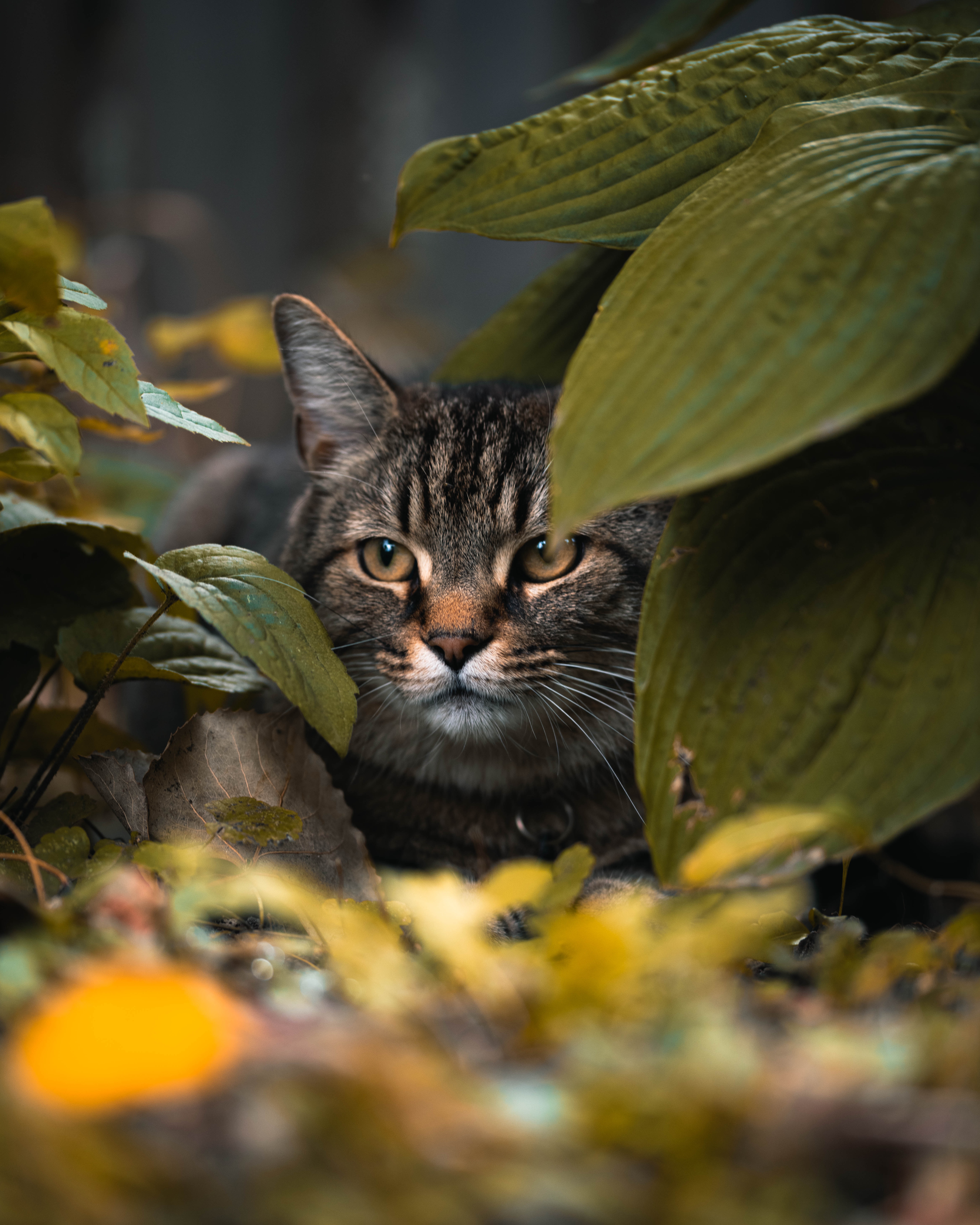 Phone Wallpaper (No watermarks) cat, sight, animals, leaves